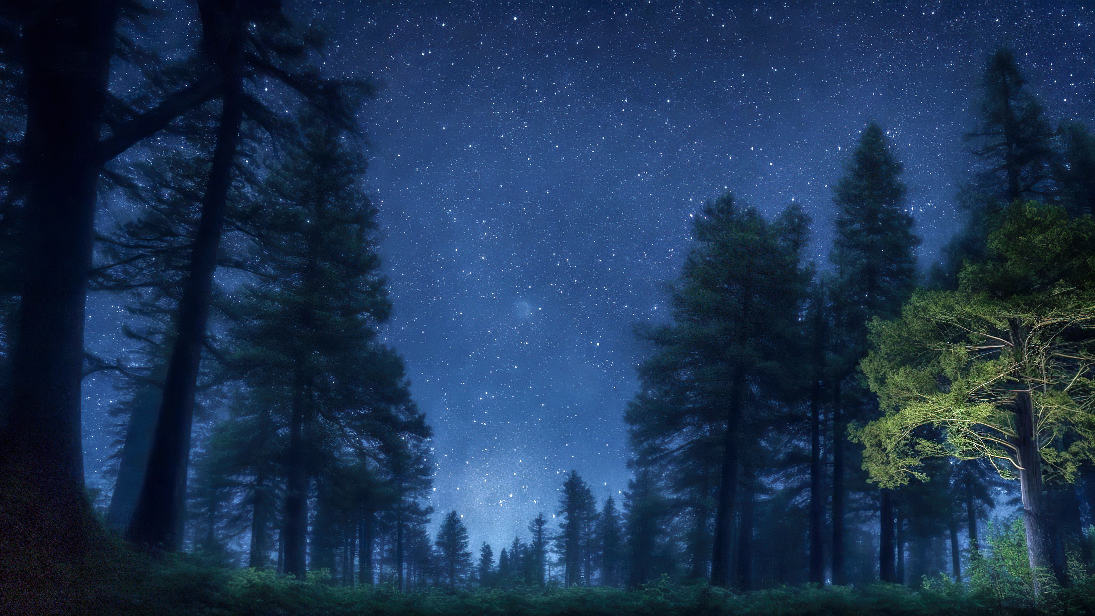 Vivez la tranquillité de notre fond d'écran de ciel nocturne en 4K, présentant une forêt tranquille la nuit, avec de grands arbres anciens sous un ciel étoilé et une douce lueur au clair de lune.