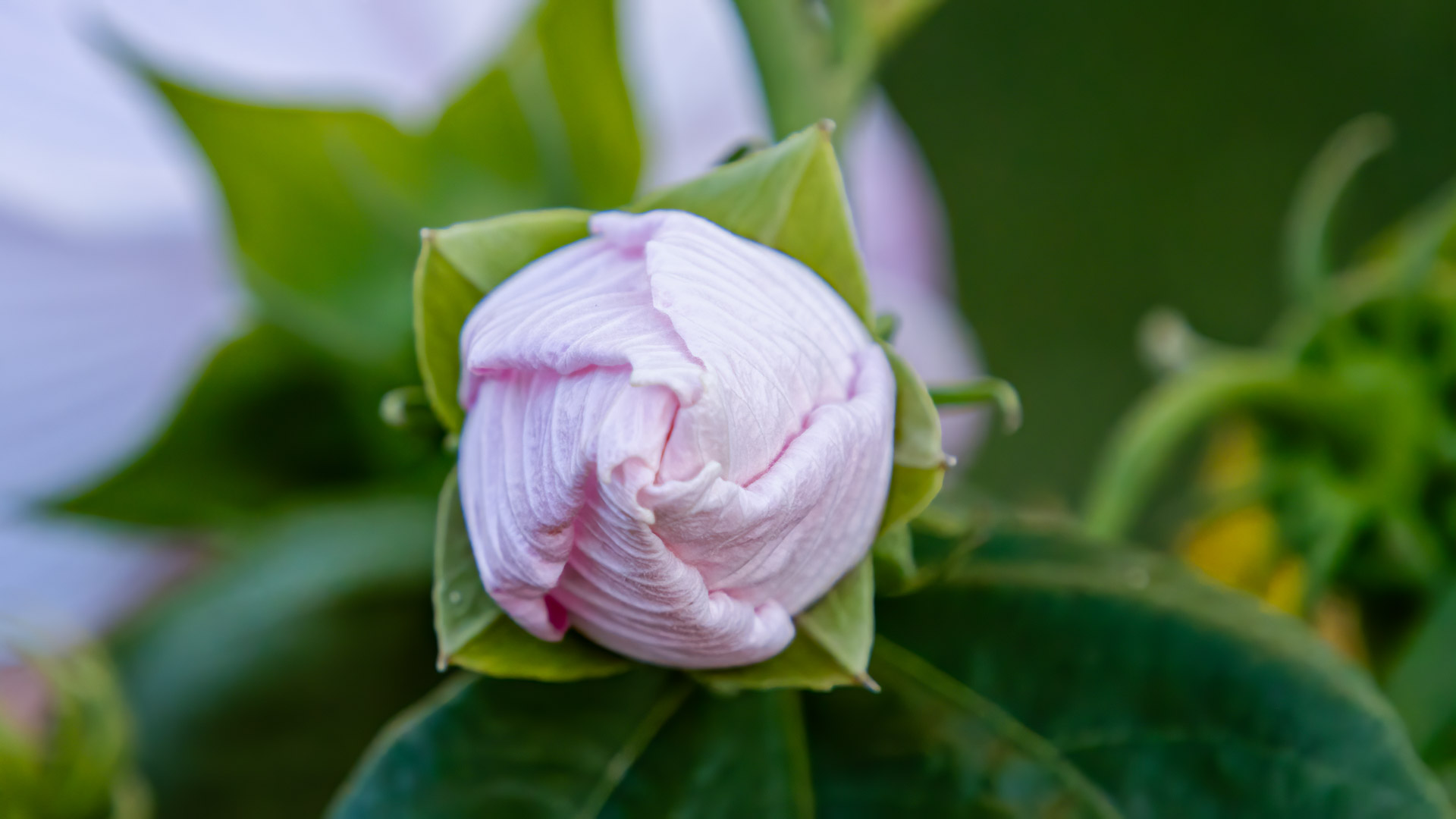 Immerse your desktop in visual splendor with our 4K white rose flower wallpaper.