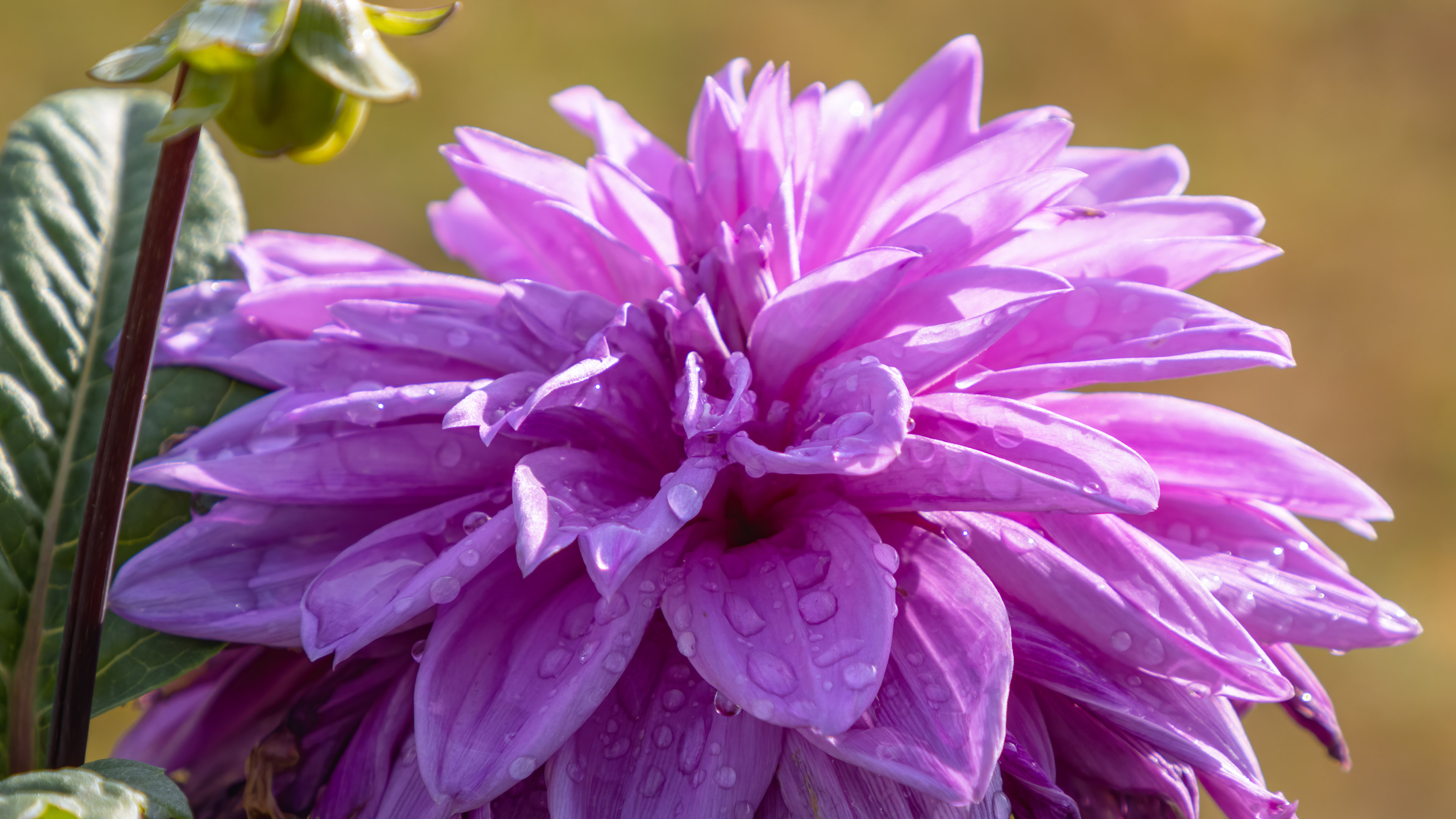 Immerse yourself in the richness of color and detail with our purple 4K flower wallpaper, a masterpiece that adds sophistication to your desktop.