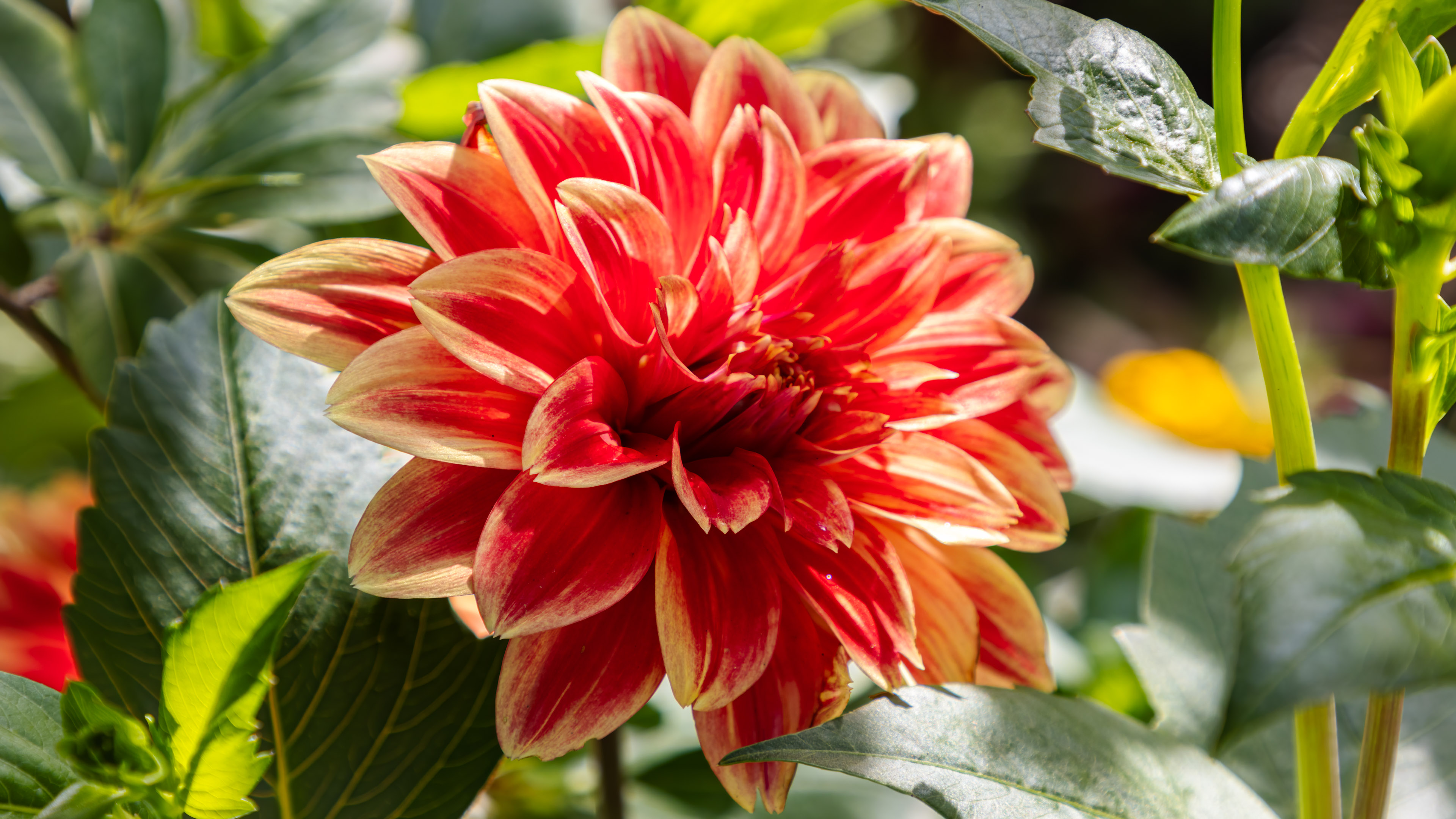 Experience the vibrancy of nature on your desktop with our 4K red and yellow flower wallpaper.