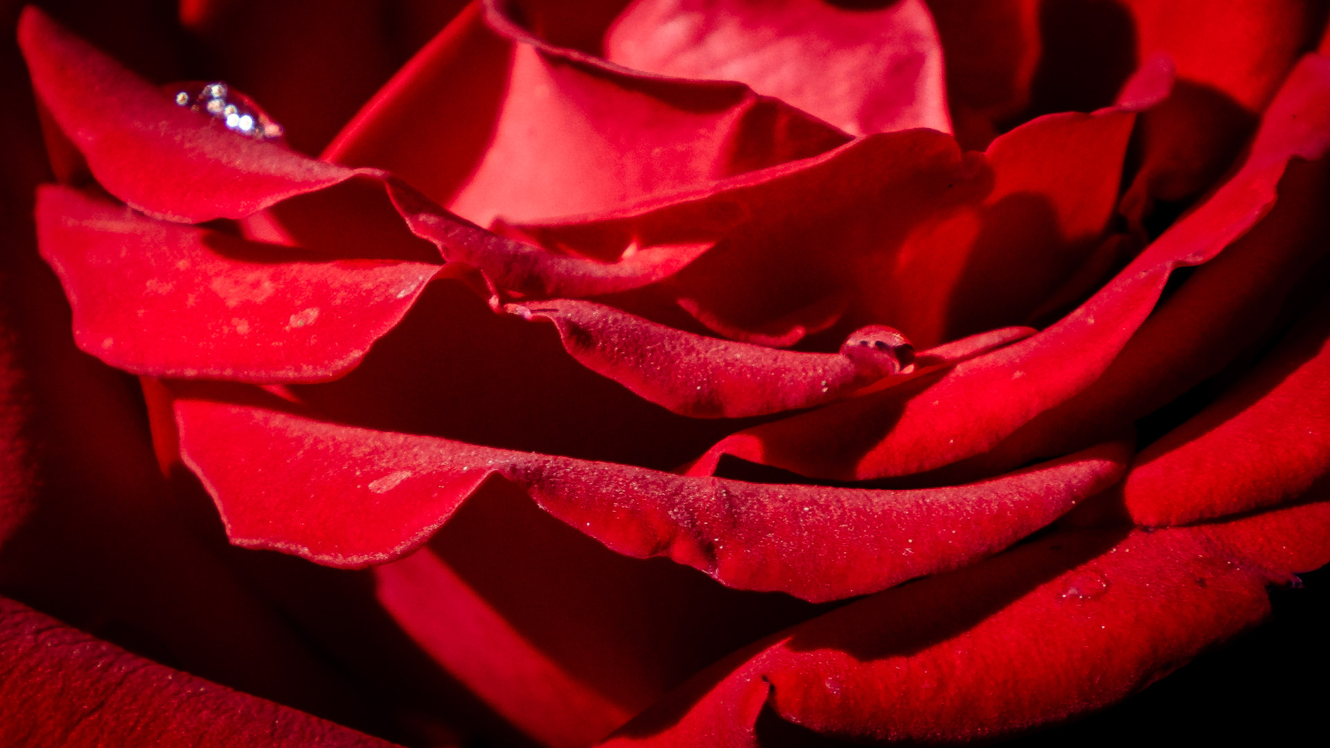 Transform your desktop into a garden of beauty with our red rose flower wallpapers.