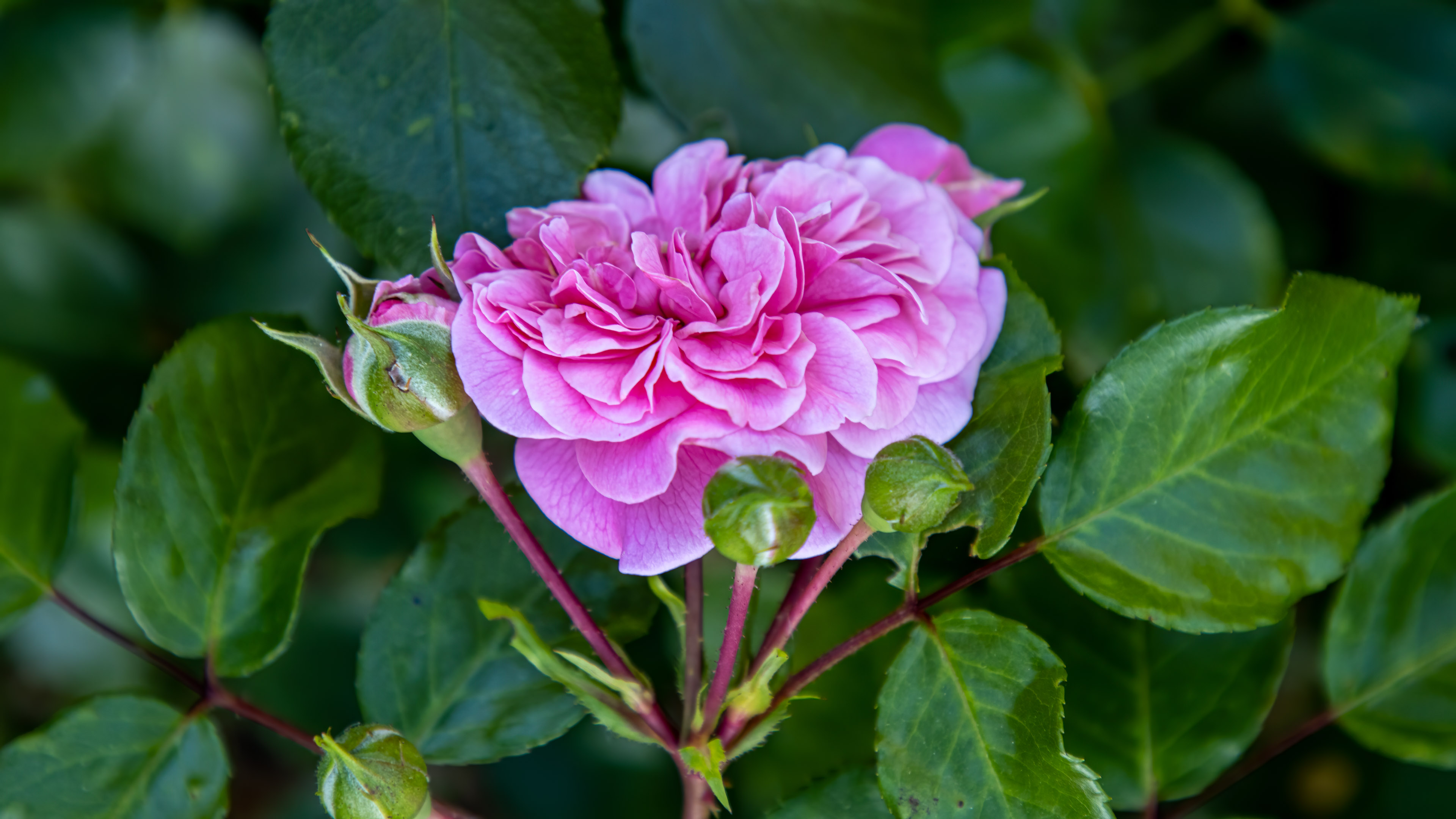 Immerse your desktop in regal elegance with our purple rose flower desktop wallpaper, a visual symphony.