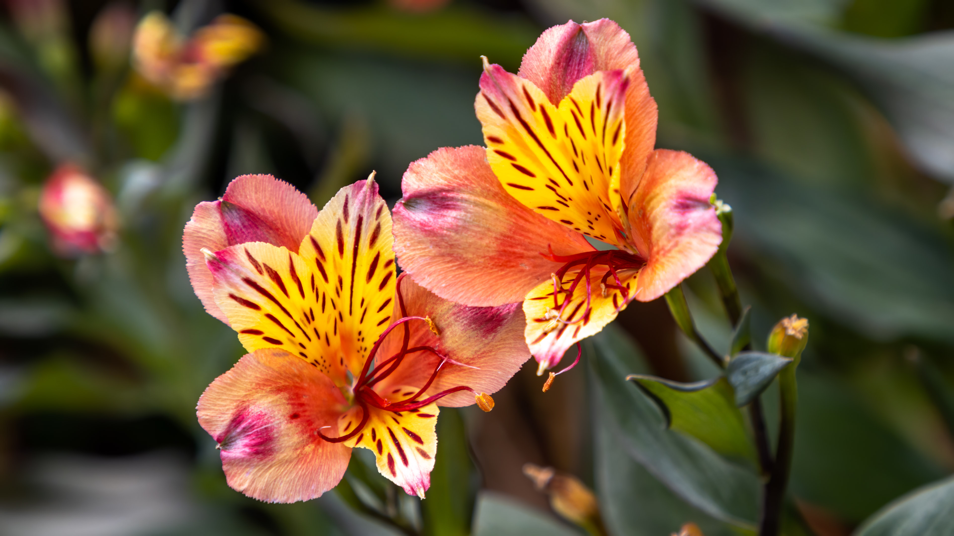 Experience the brilliance of 4K resolution with our stunning red and yellow flower wallpaper for PC.