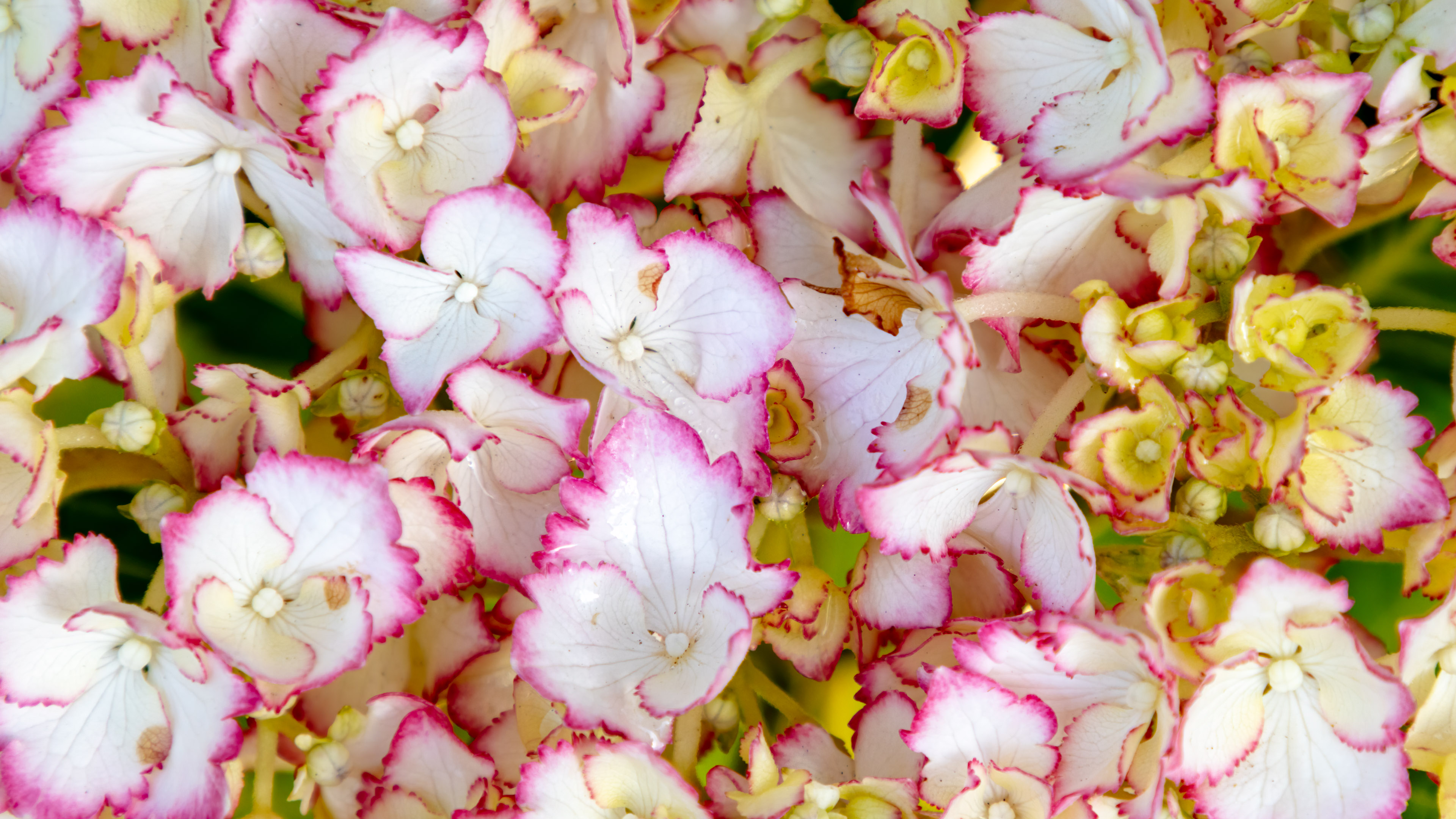 Indulge in the breathtaking details of our 2160p white and pink flowers wallpaper for an elevated desktop display.