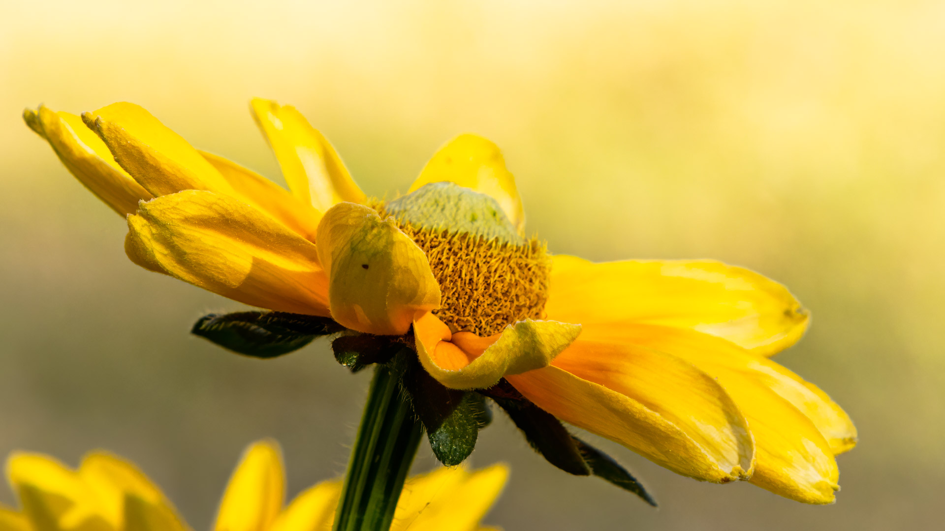 Indulge in the stunning allure of nature with our high-resolution yellow flower desktop wallpaper.