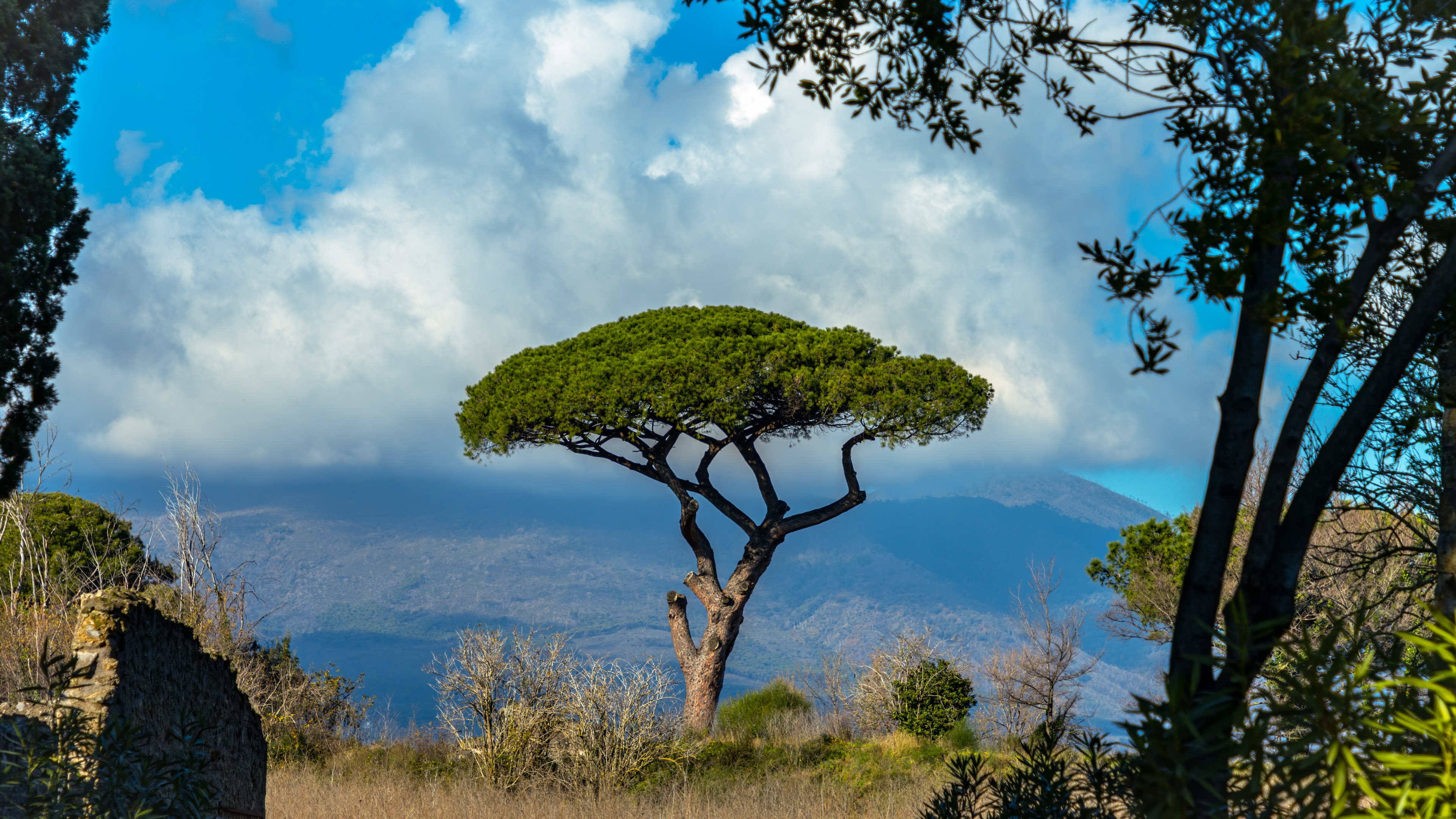 Apportez la beauté de l'Italie à votre écran avec notre fond d'écran de bureau nature en HD et 4K, capturant un arbre majestueux se dressant fièrement sur fond de paysages à couper le souffle de l'Italie.