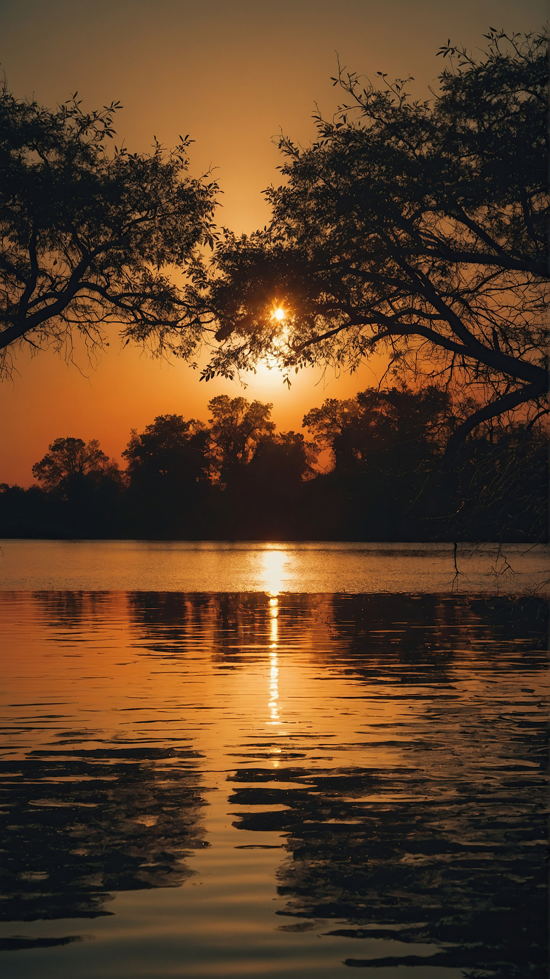 Profitez de la beauté et du style de notre fond d'écran HD en 4K pour iPhone, présentant un paysage tranquille au coucher du soleil avec un soleil orange brillant projetant ses teintes chaudes à travers la scène, encadré par des silhouettes d'arbres majestueux et hauts avec des branches complexes. 