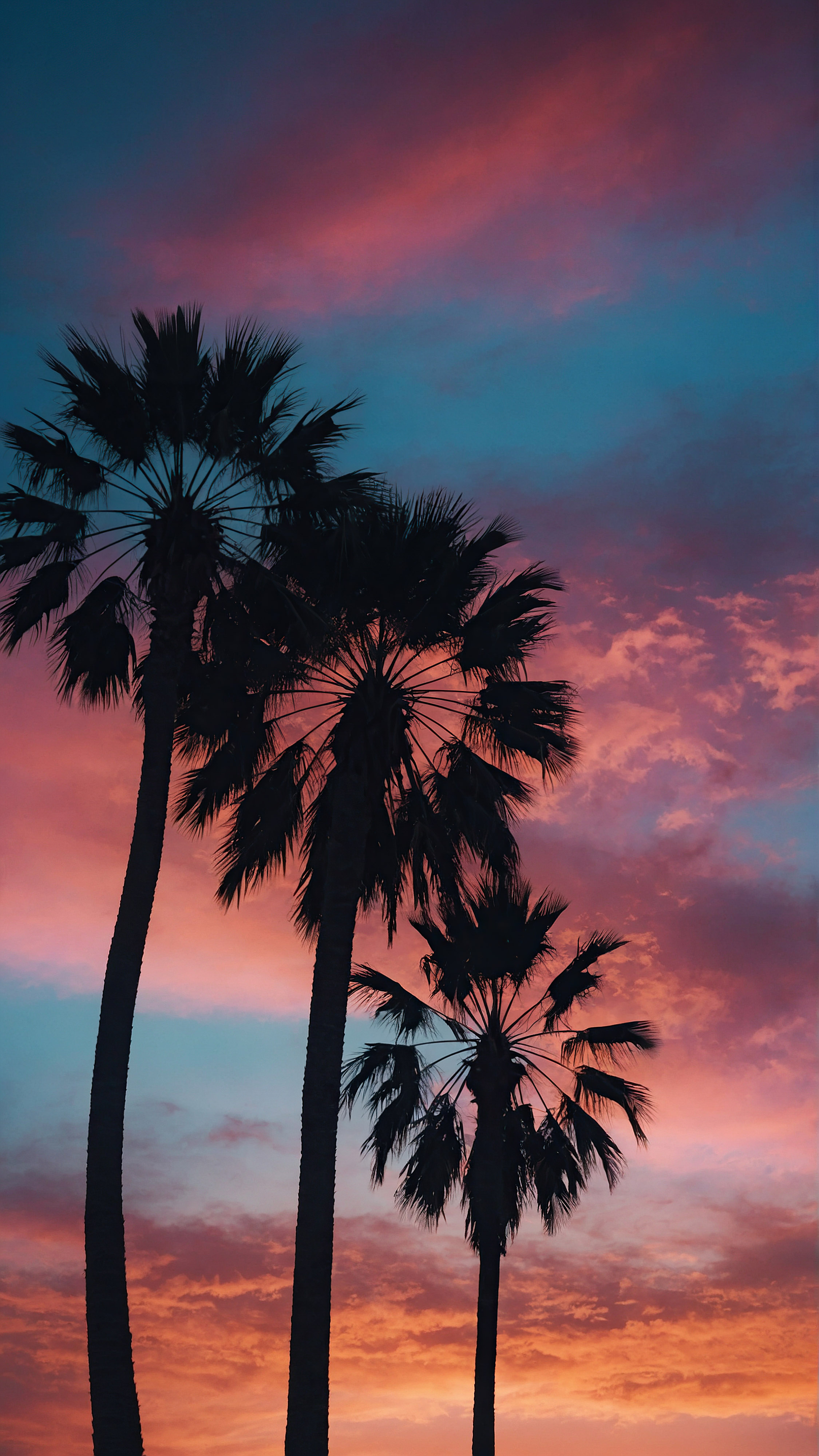 Experience the tranquility of our 4K iPhone wallpaper, showcasing a sky with a beautiful gradient of colors from deep blues to warm oranges and pinks at dusk, adorned with the silhouettes of palm trees.