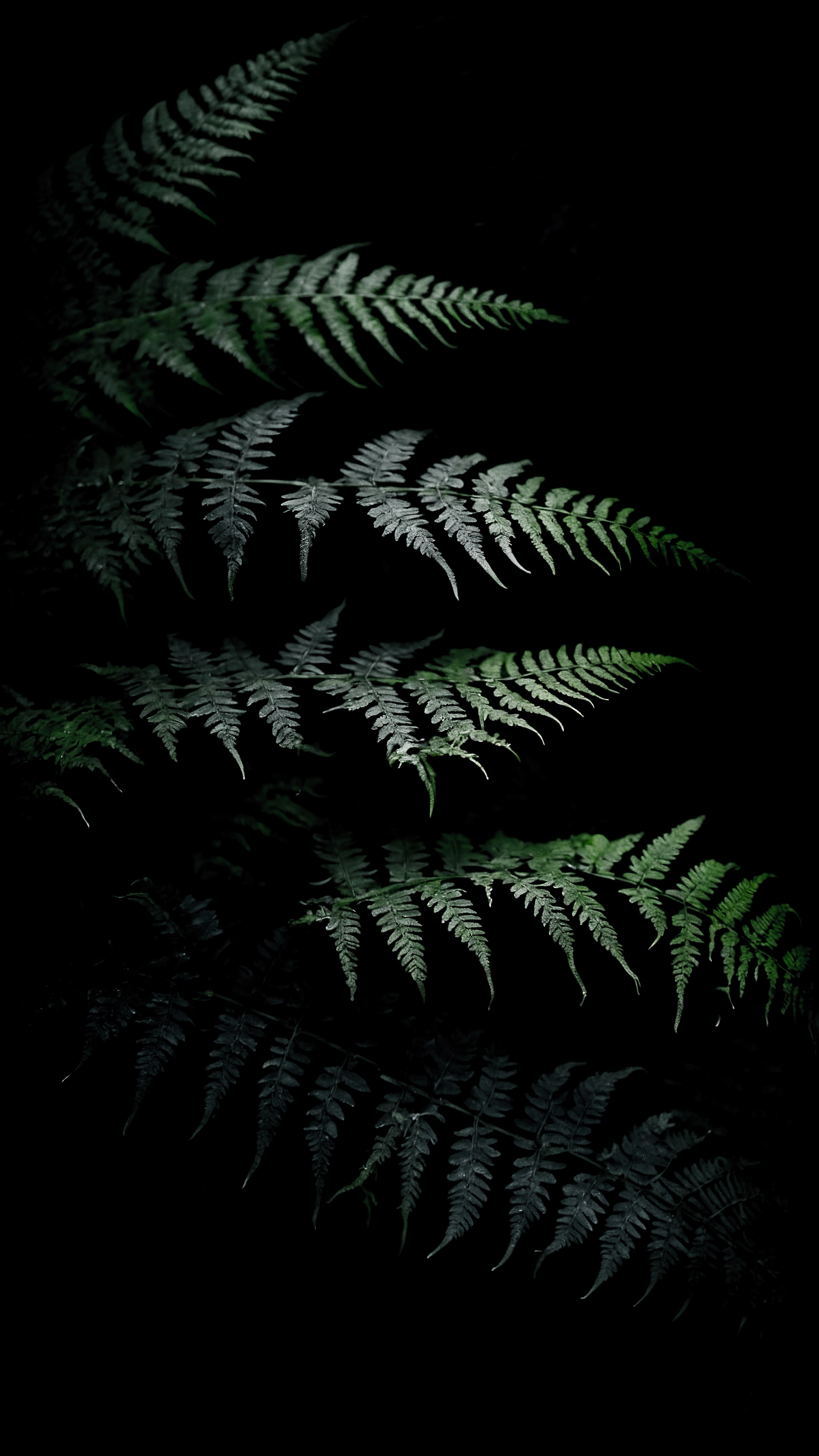 Immergez-vous dans l'effet atmosphérique d'un fond d'écran à thème noir pour iPhone, mettant en évidence la silhouette sombre de feuilles de fougère sur un fond noir.