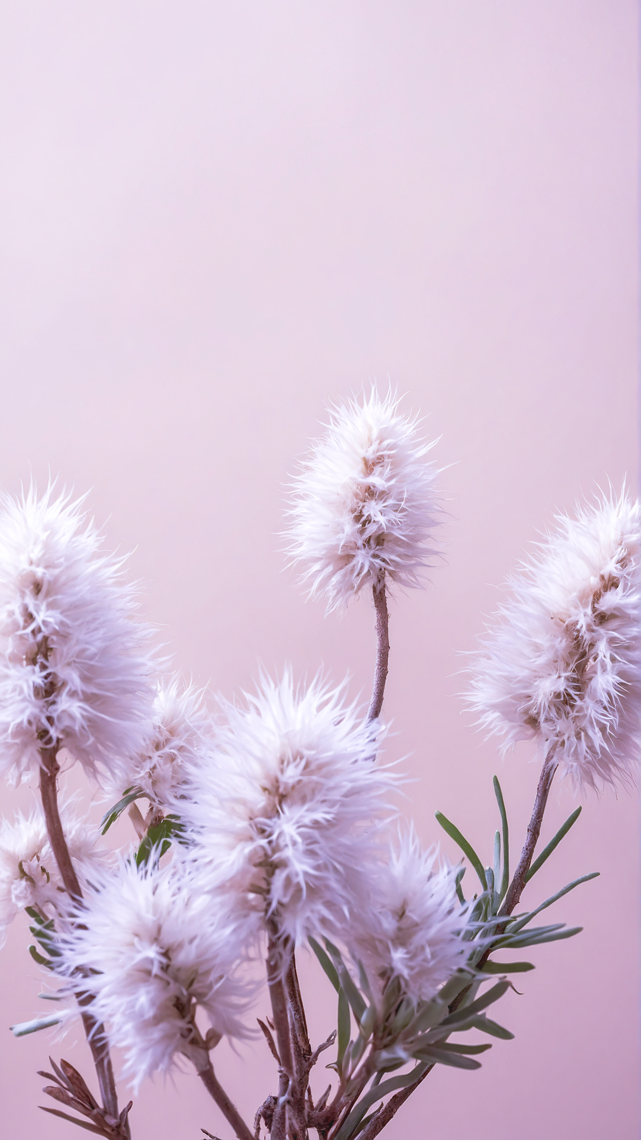 Bring the beauty of nature to your screen with our cute HD wallpaper for iPhone, displaying fluffy, light-colored plants against a soft beige background that exudes tranquility.