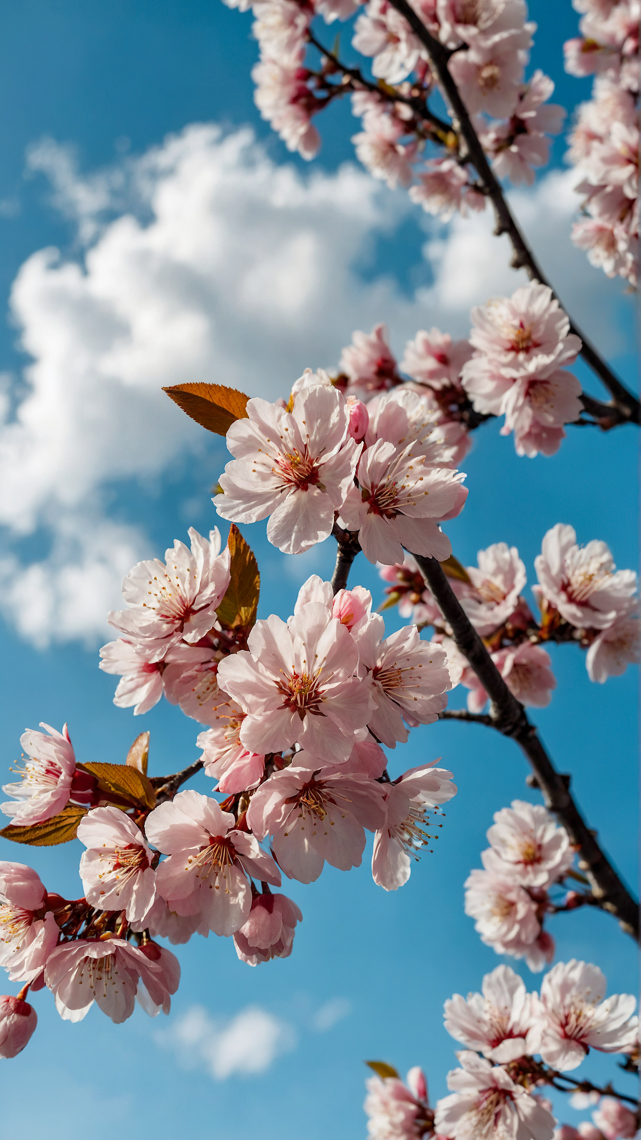 Adorn your device with the serene beauty of pink cherry blossoms against a backdrop of a clear blue sky with fluffy white clouds with our aesthetic cute iPhone wallpaper.