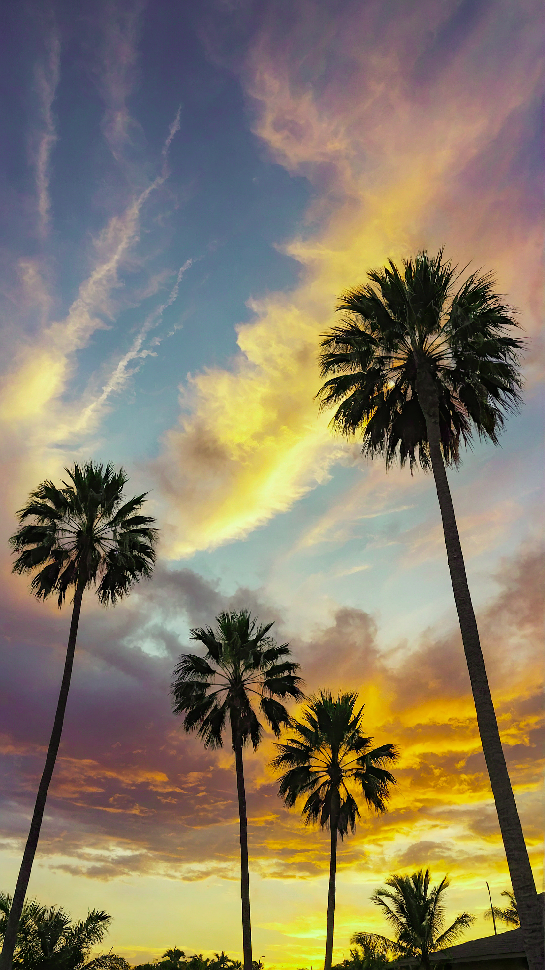 Profitez de la beauté et du style de notre arrière-plan esthétique pour iPhone, présentant un ciel serein et coloré rempli de nuages duveteux, des palmiers au premier plan, et des rayons de lumière traversant l'atmosphère.