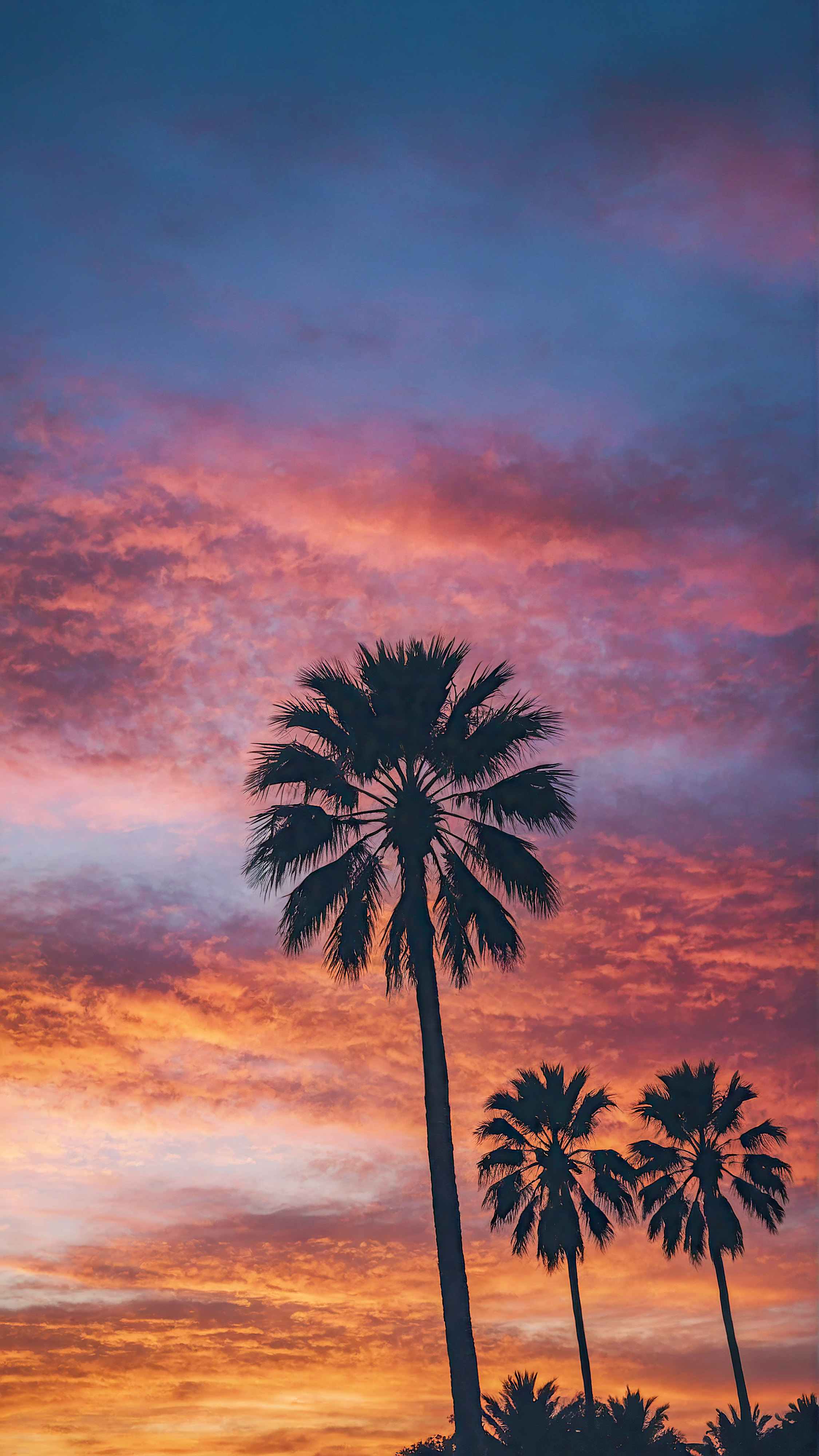 Capture the essence of a tropical sunset with our iPhone screensaver, featuring several palm trees silhouetted against a vibrant evening sky. Your device will be a window to paradise.