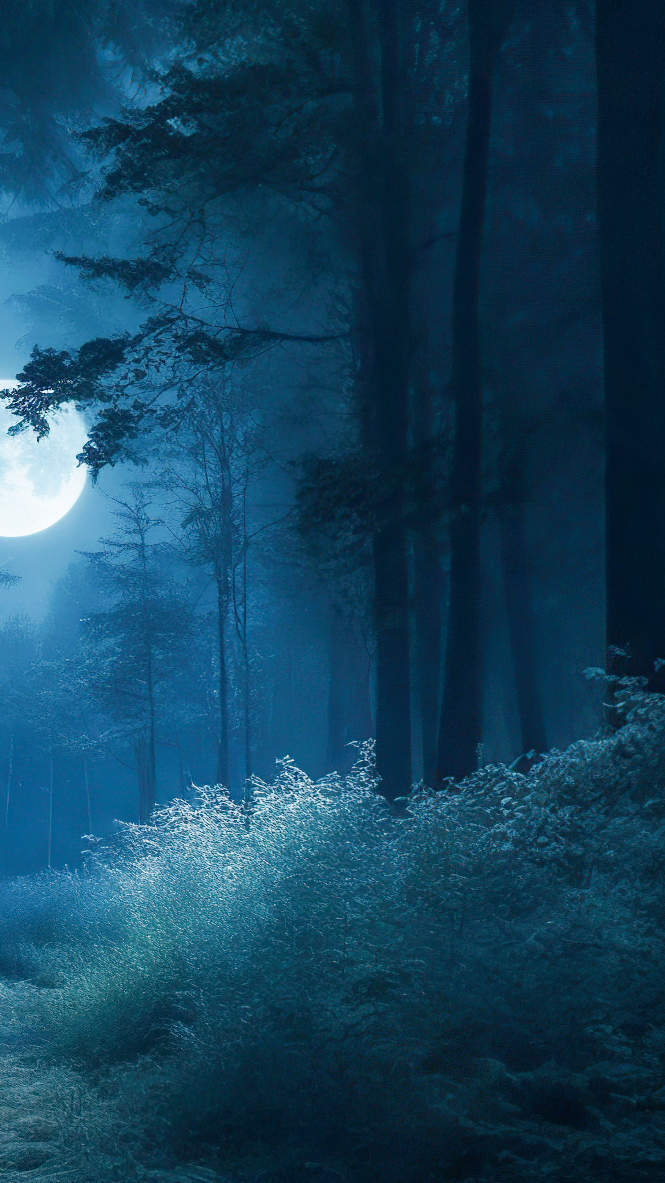Perdez-vous dans la magie d'une forêt mystérieuse la nuit, où la lumière de la lune filtre à travers les arbres, créant une atmosphère envoûtante et étrange avec notre fond d'écran nature pour iPhone.