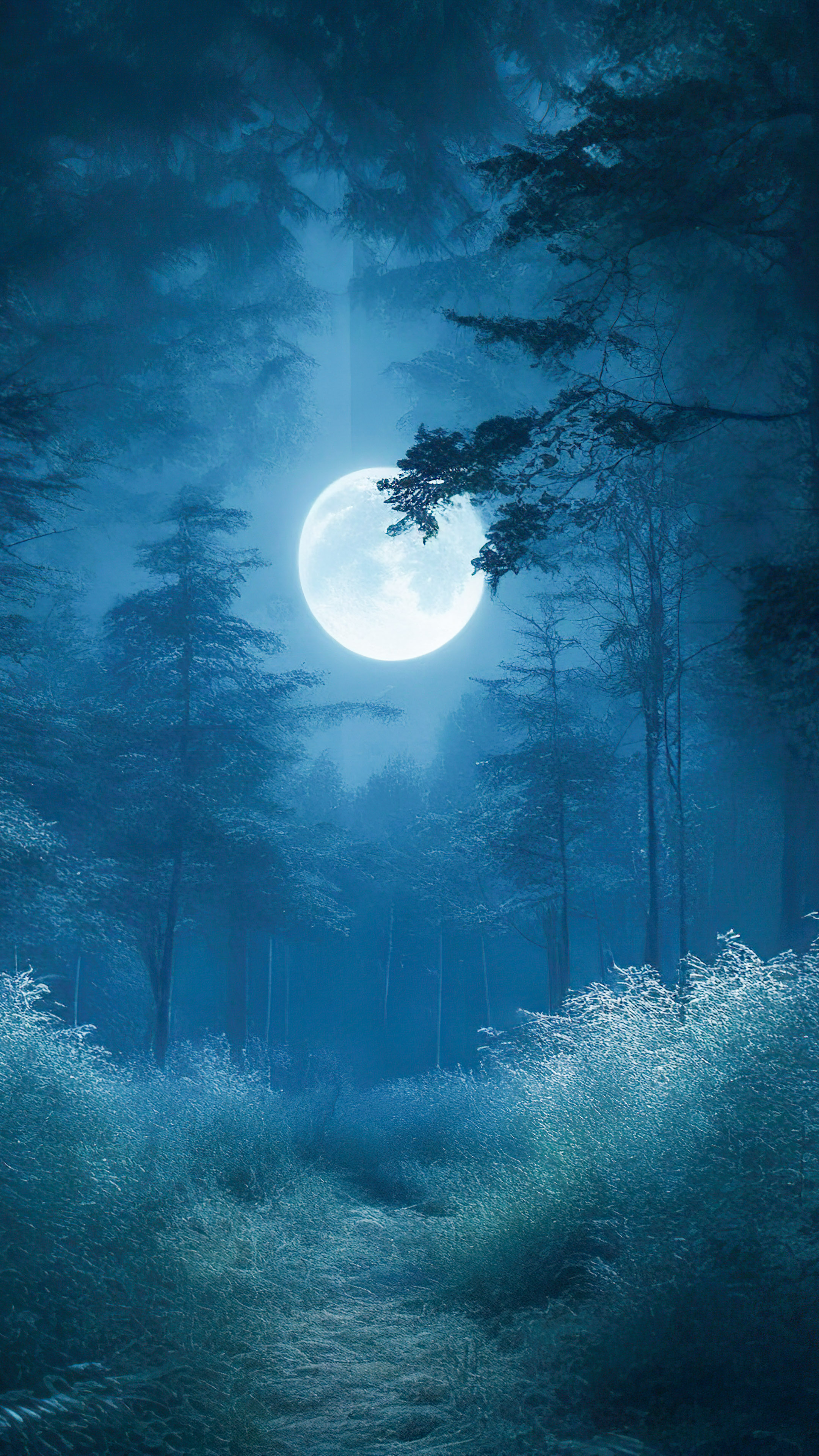 Transform your iPhone with our 4K nature wallpaper, featuring a mystical forest shrouded in mist, with towering trees and an eerie, ethereal ambiance