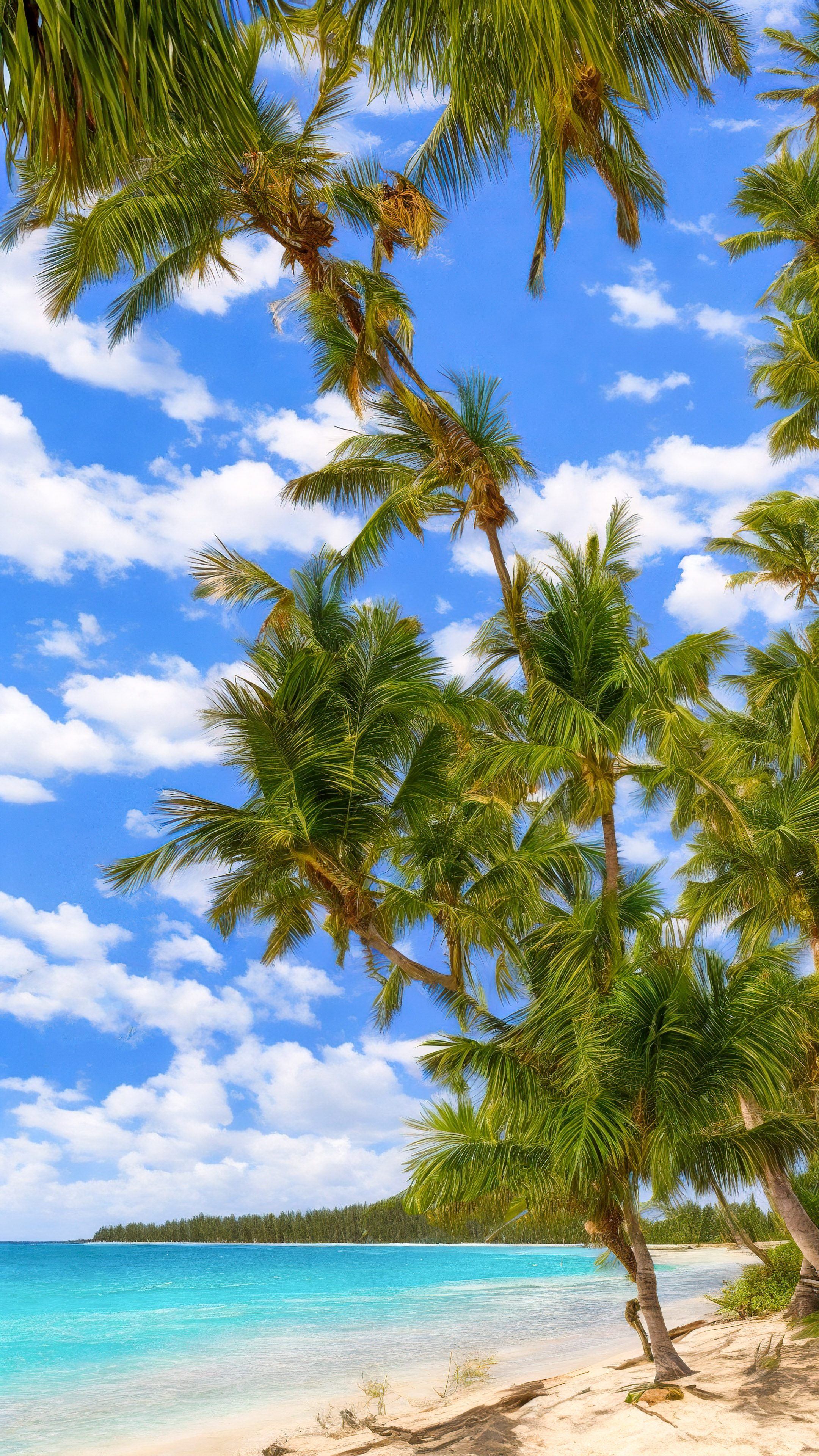 Bring the beauty of a tranquil beach with crystal-clear turquoise waters and palm trees swaying in the breeze to your mobile with our nature wallpaper in 4K.