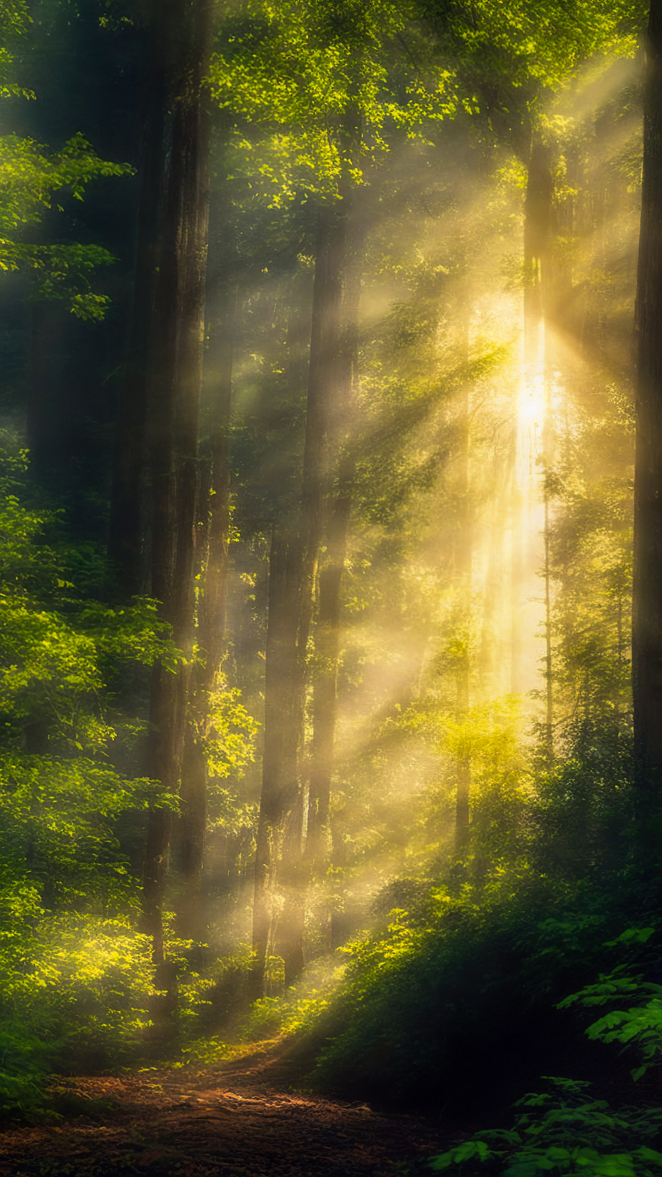 Téléchargez ce fond d'écran de nature avec de belles images, présentant une scène sereine de forêt avec la lumière du soleil filtrant à travers la canopée dense, projetant des ombres mouchetées sur le sol de la forêt.