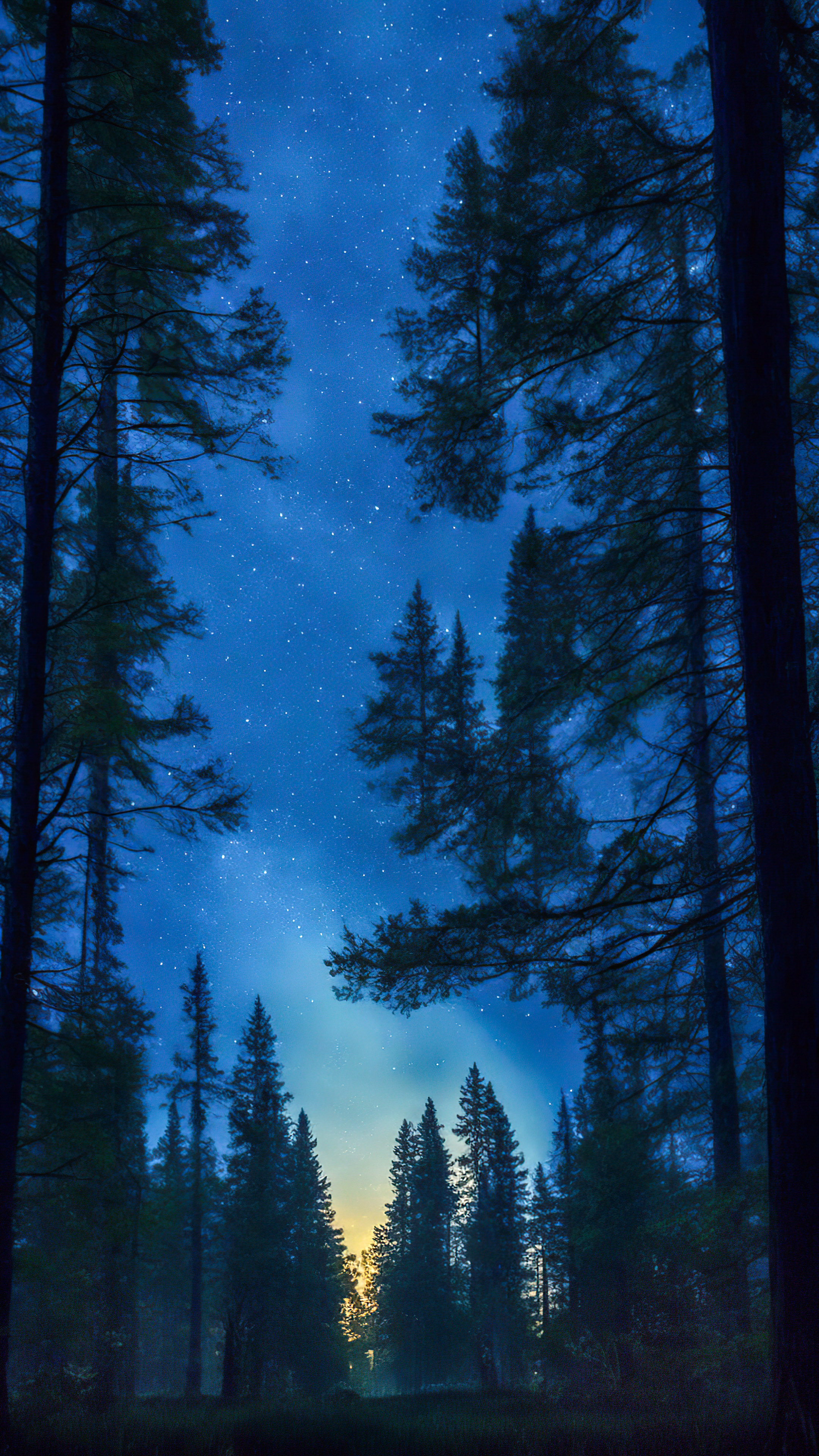 Perdez-vous dans la tranquillité de la nuit, avec notre arrière-plan dépeignant une forêt tranquille la nuit, avec de grands arbres anciens sous un ciel étoilé et une douce lueur au clair de lune.