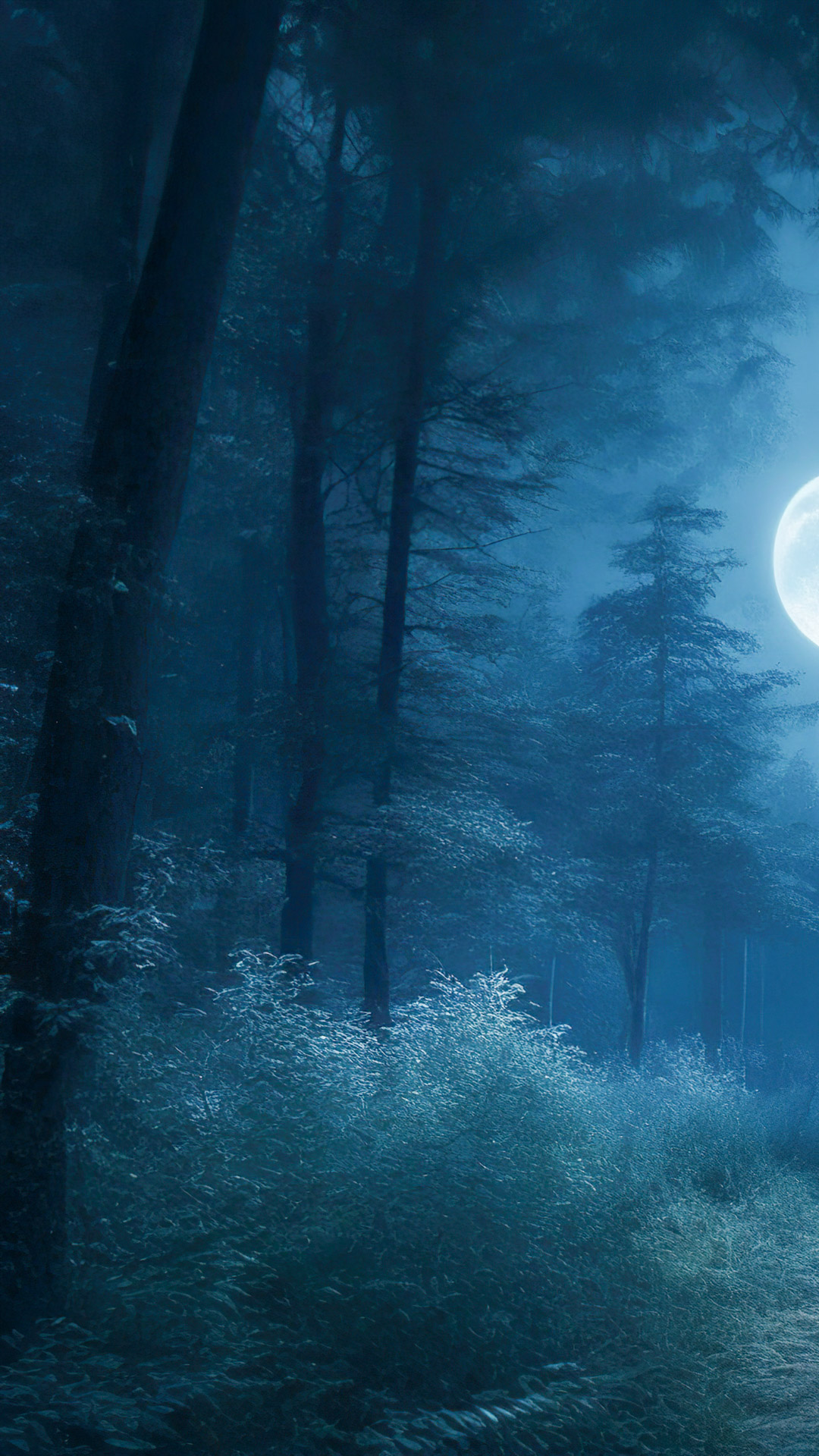 Ornez votre mobile avec nos fonds d'écran de paysages en HD 1080p, présentant une forêt illuminée par la lueur bleue de la lune par une soirée d'hiver froide.