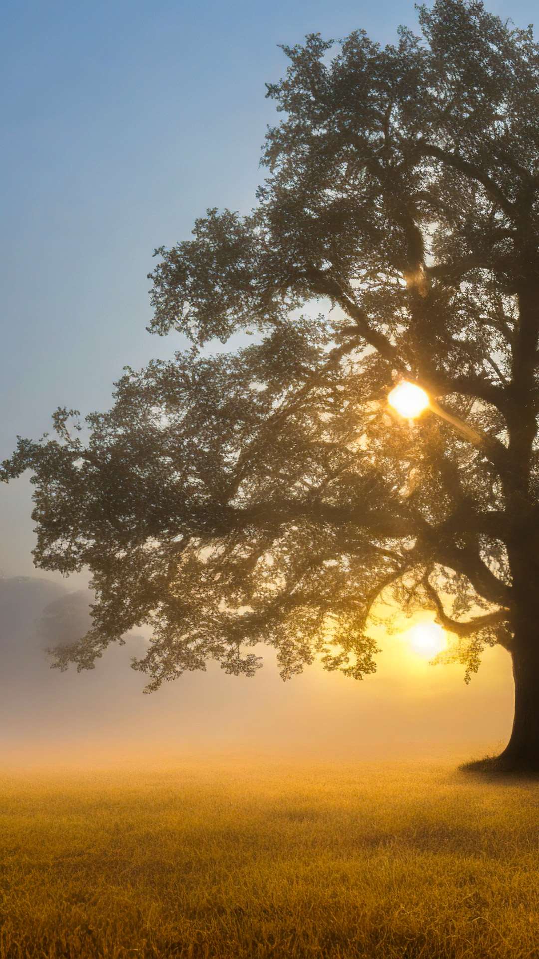Get a taste of the outdoors with high-resolution nature background, capturing a majestic oak tree standing alone in a misty field, with a backdrop of the rising sun.