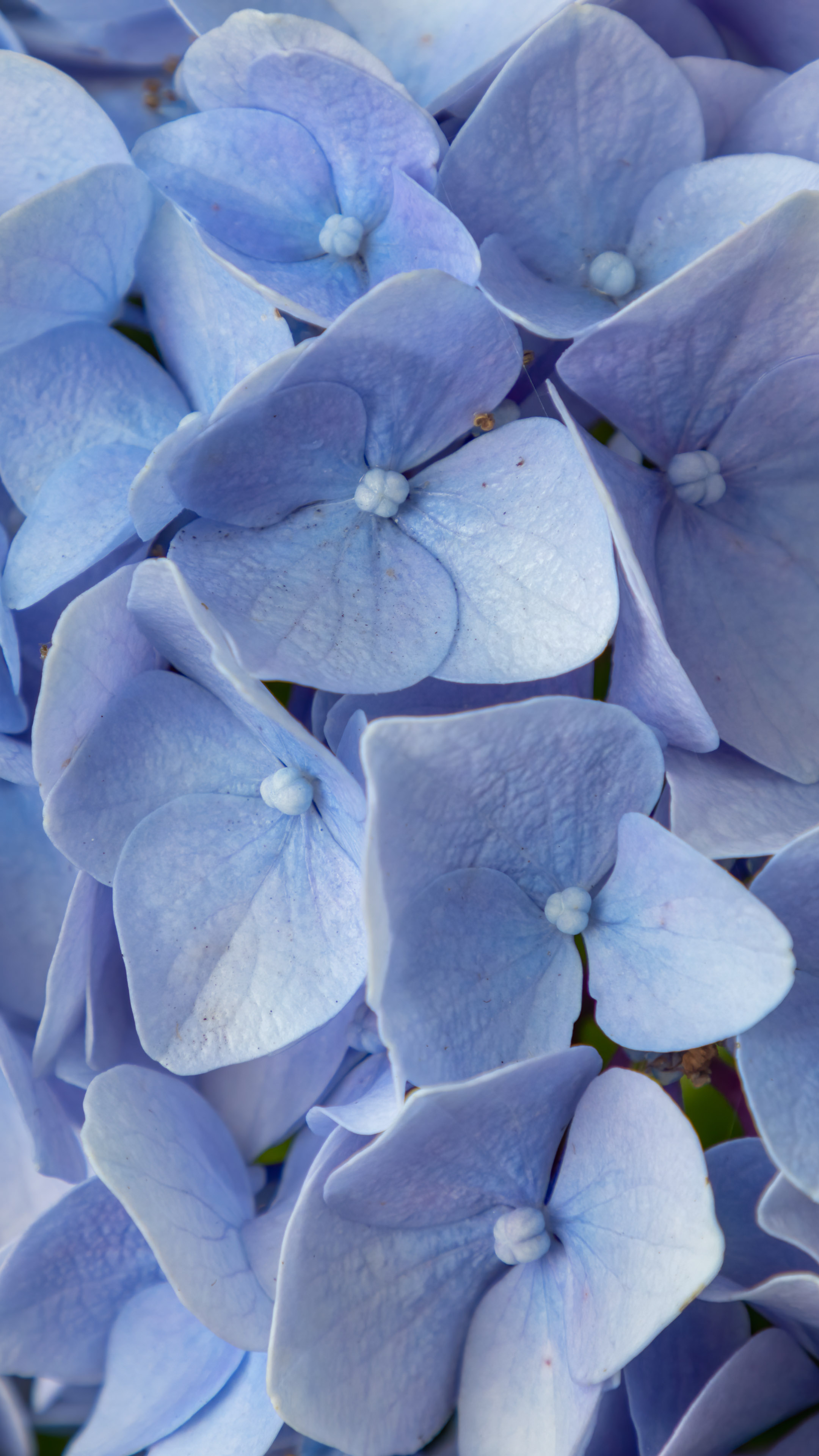 Immerse your smartphone in tranquility with a mesmerizing blue flower wallpaper.