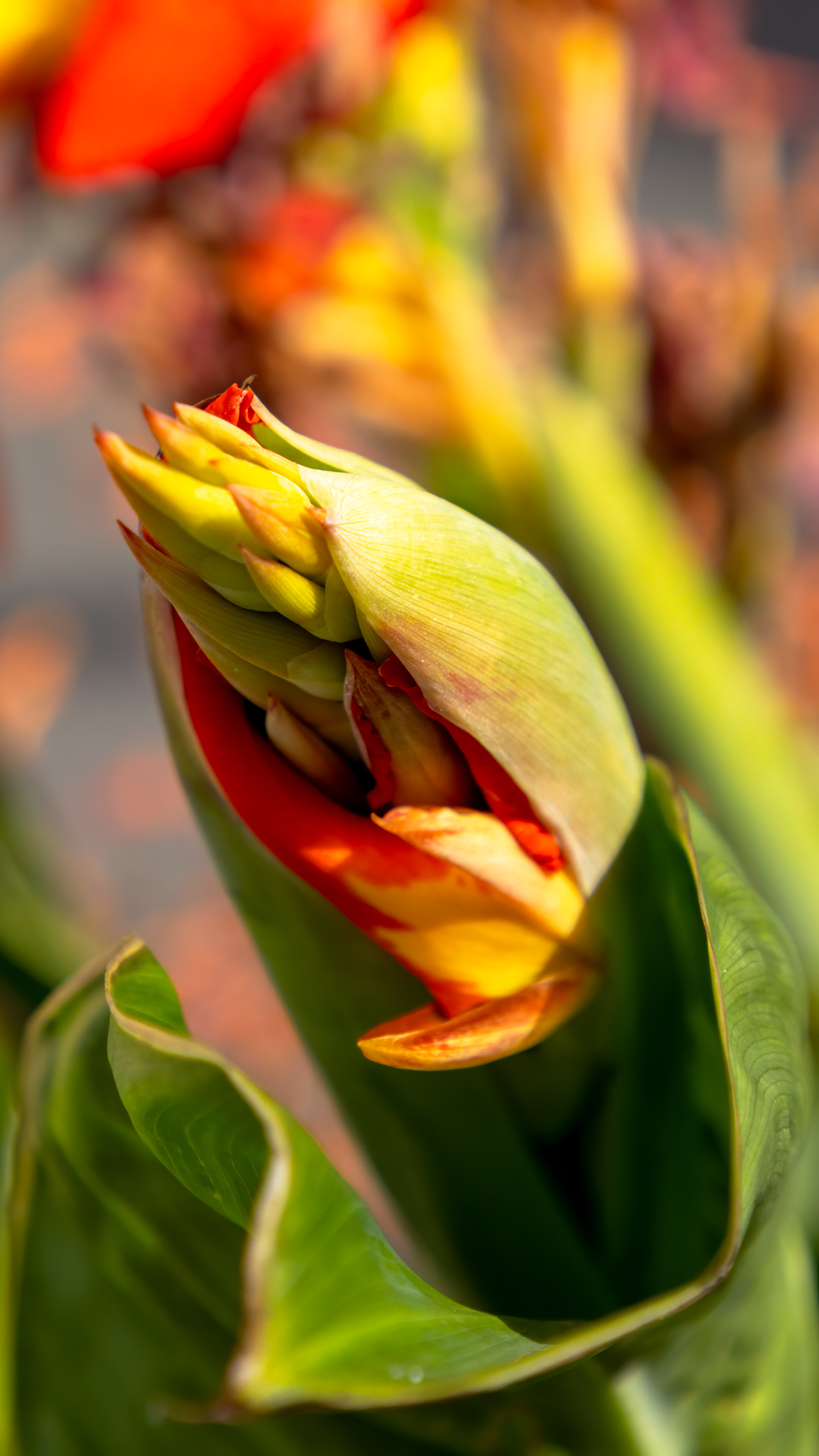 Faites l'expérience du meilleur de notre collection avec notre fond d'écran de fleur le mieux noté pour iPhone, choisi à la main pour ses détails époustouflants et ses couleurs vibrantes.