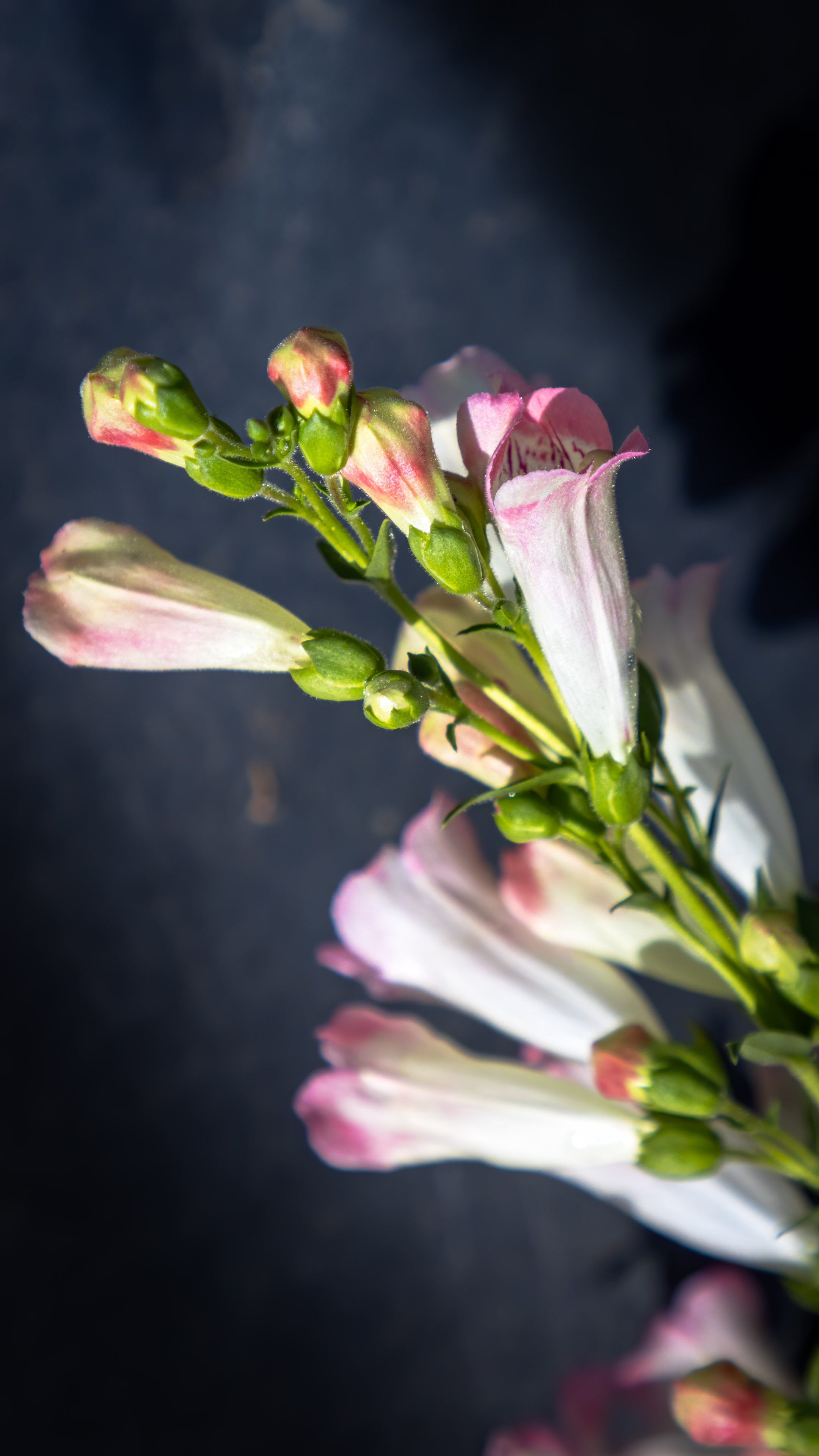 Embrassez le charme de notre fond d'écran de fleur rose pour iPhone, un design délicat et romantique qui ajoute une touche de féminité à votre appareil.