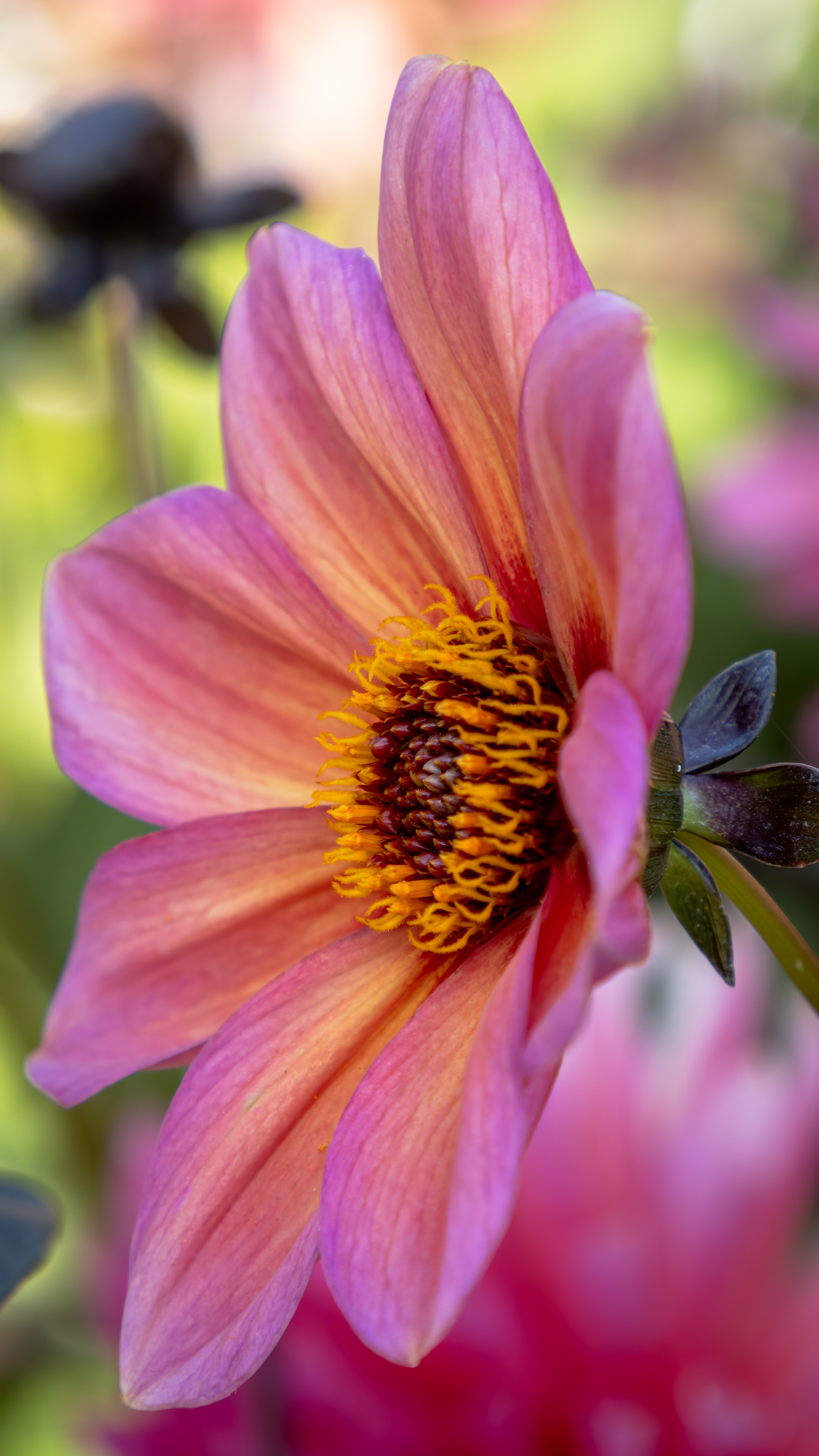 Transformez votre iPhone en une toile d'élégance avec notre fond d'écran de fleur rose en 4K, rayonnant de beauté.
