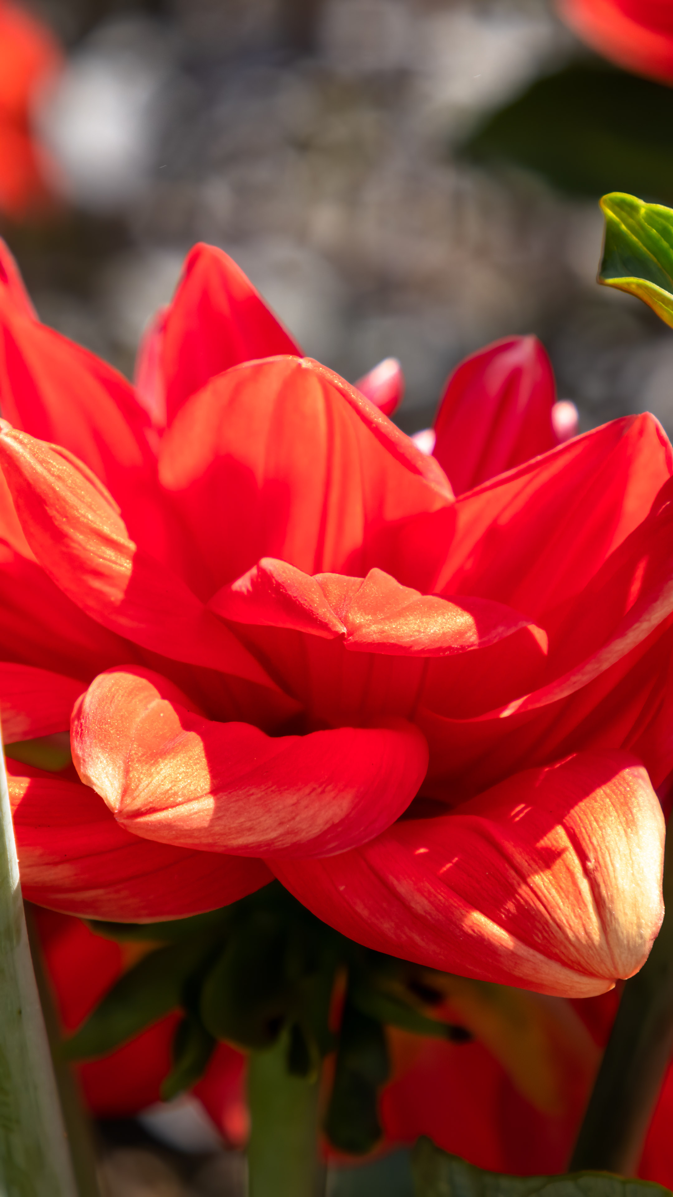 Allumez votre passion avec notre fond d'écran de fleur rouge pour iPhone, un affichage vibrant et enflammé qui capture l'essence de l'amour et de la romance.