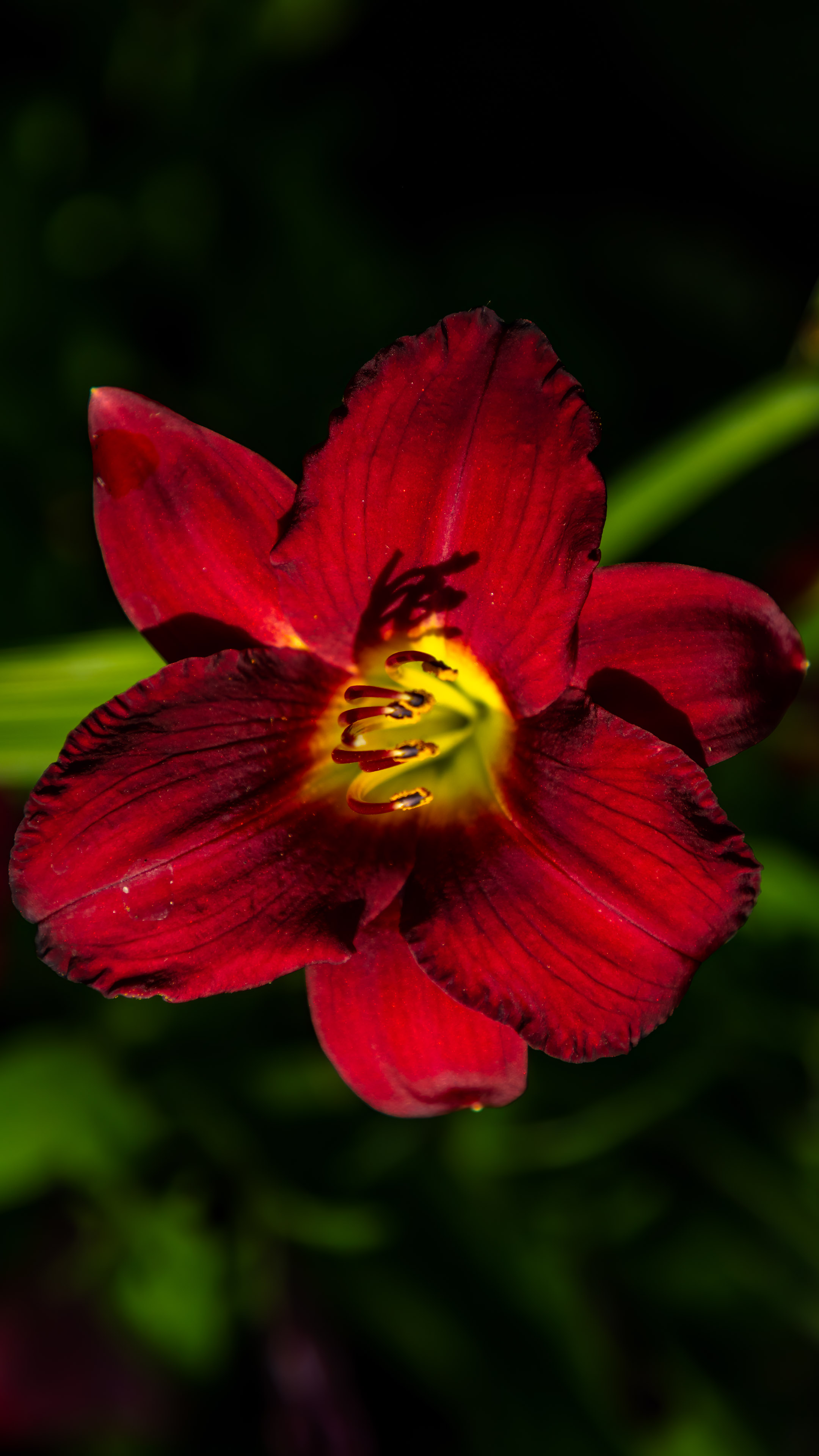 Experience the essence of nature's vibrancy on your phone screen with our ultra HD high-quality red flower images.