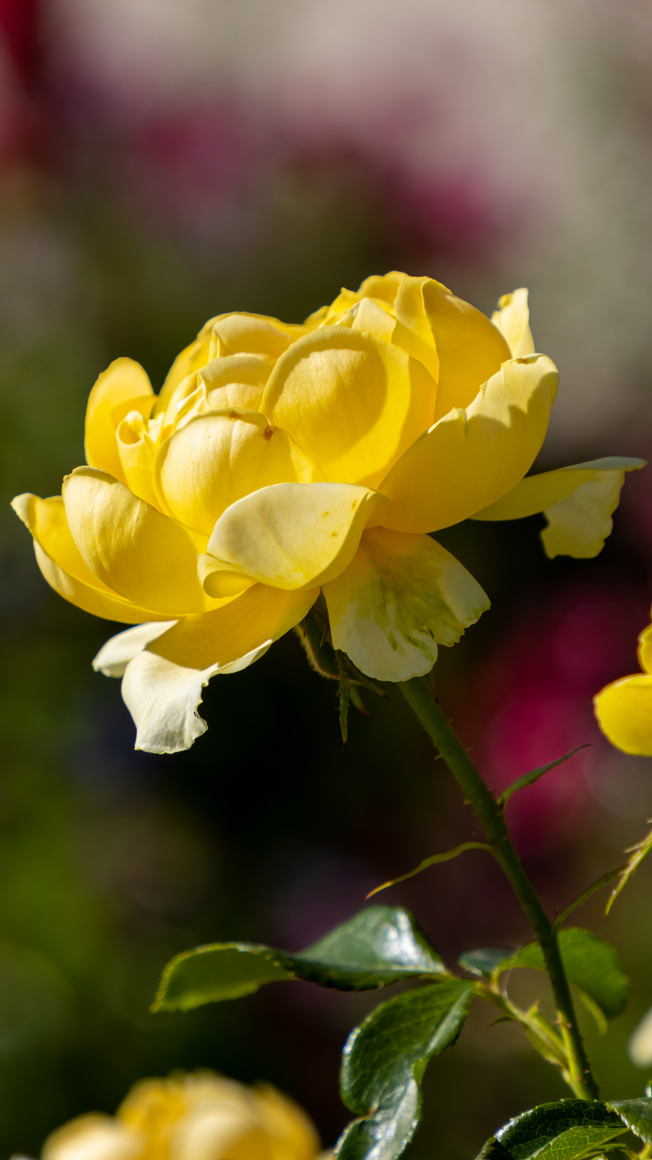 Immerse yourself in the brilliance of nature with our ultra HD yellow rose flower wallpaper in 4K.