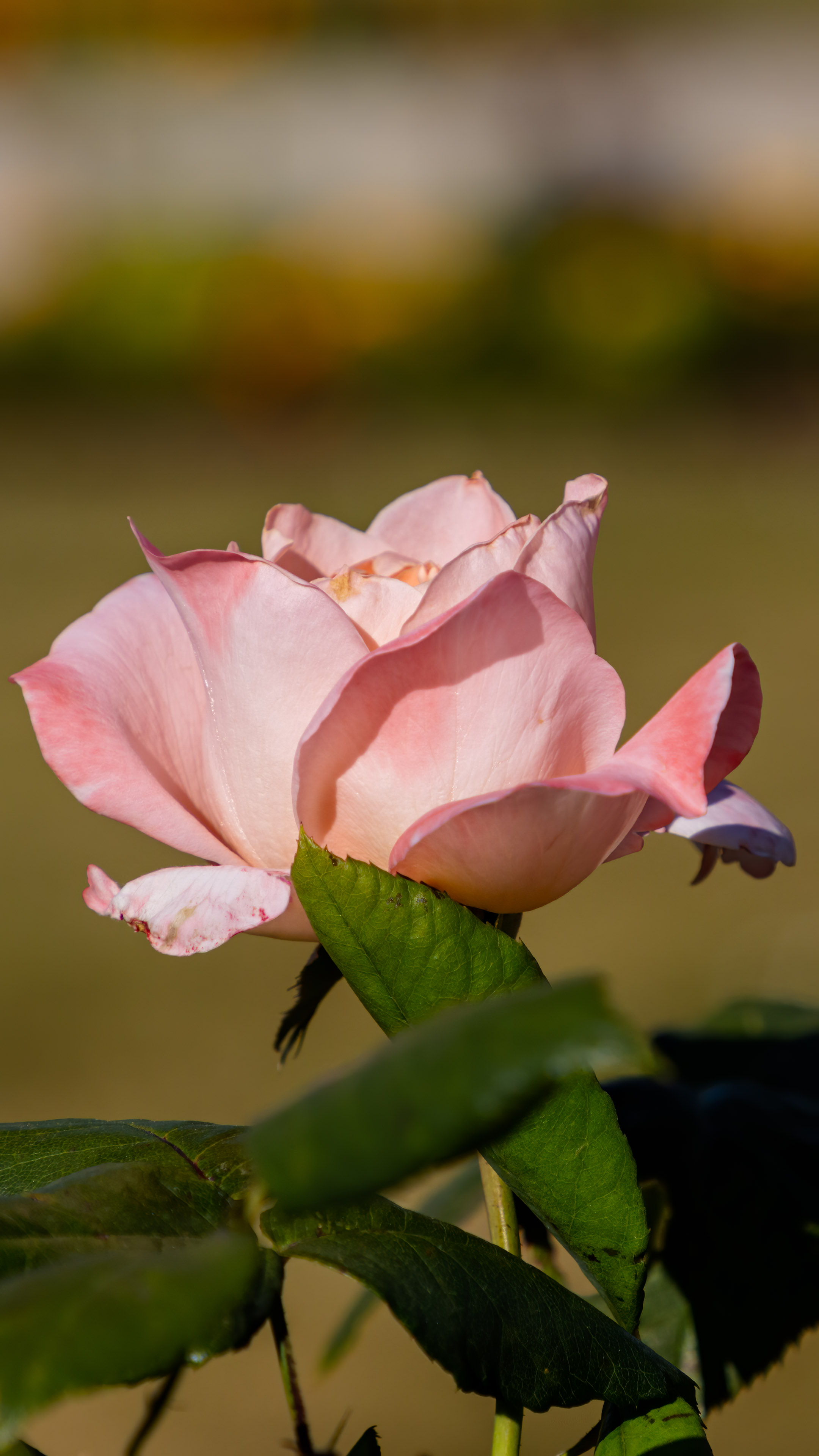 Plongez-vous dans les nuances délicates de la nature avec nos fonds d'écran de roses roses en 4K, un choix parfait pour votre iPhone.
