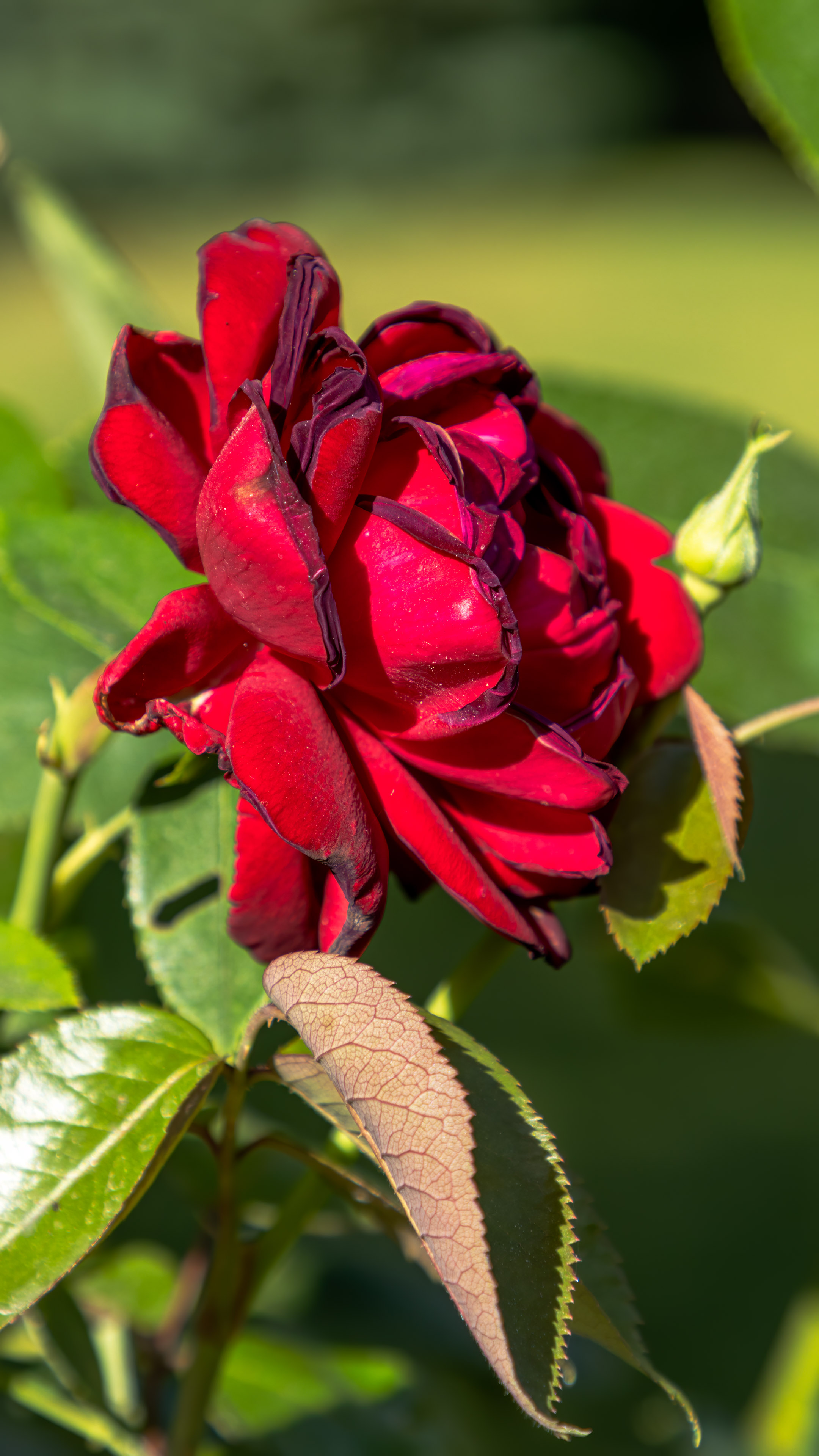 Imbue your iPhone with the romantic allure of a red rose on a green background flower wallpaper.