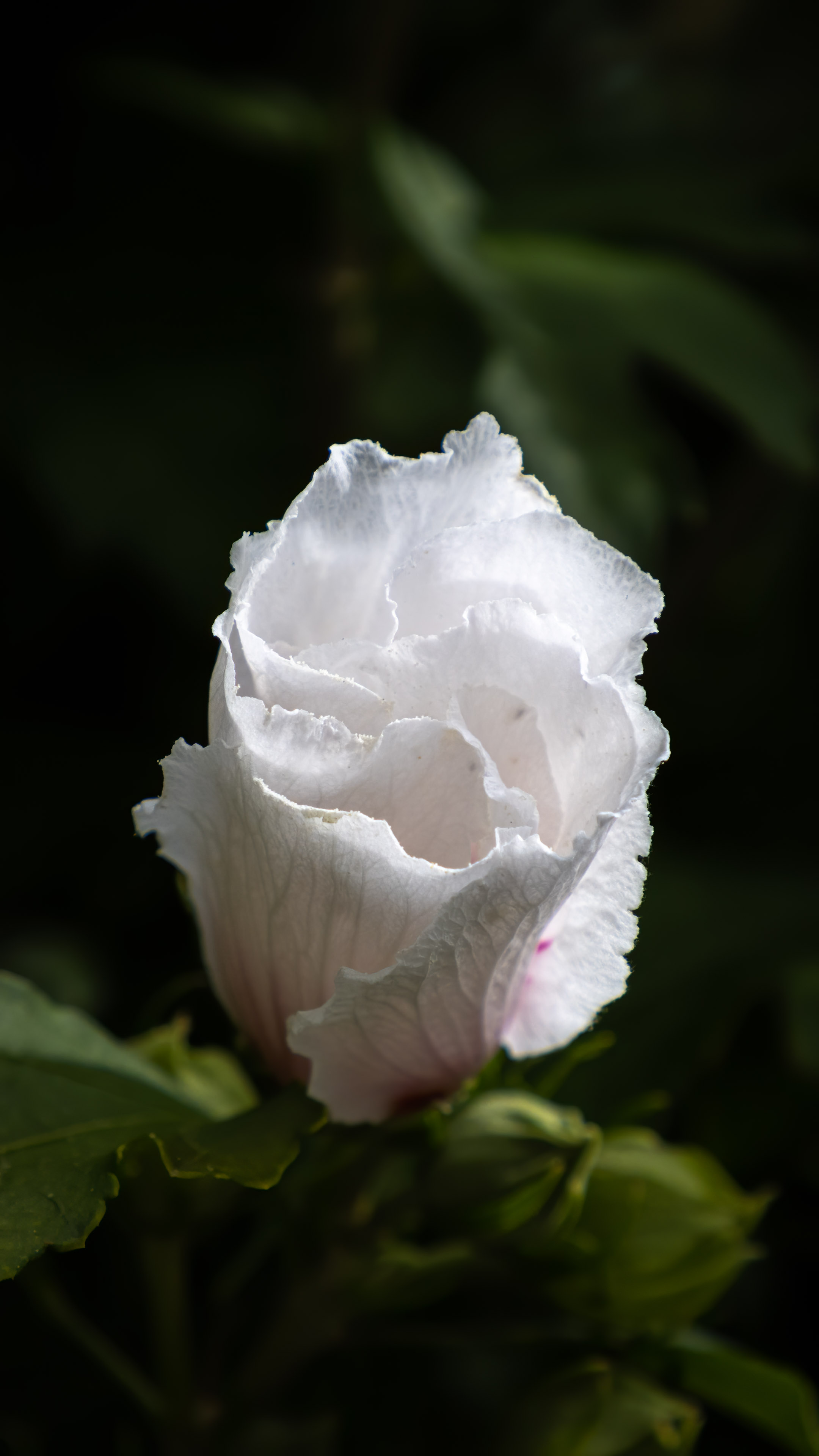 Succombez à l'élégance de notre fond d'écran de fleur blanche, symbole de pureté et d'innocence, parfait pour un look frais et propre sur votre iPhone.