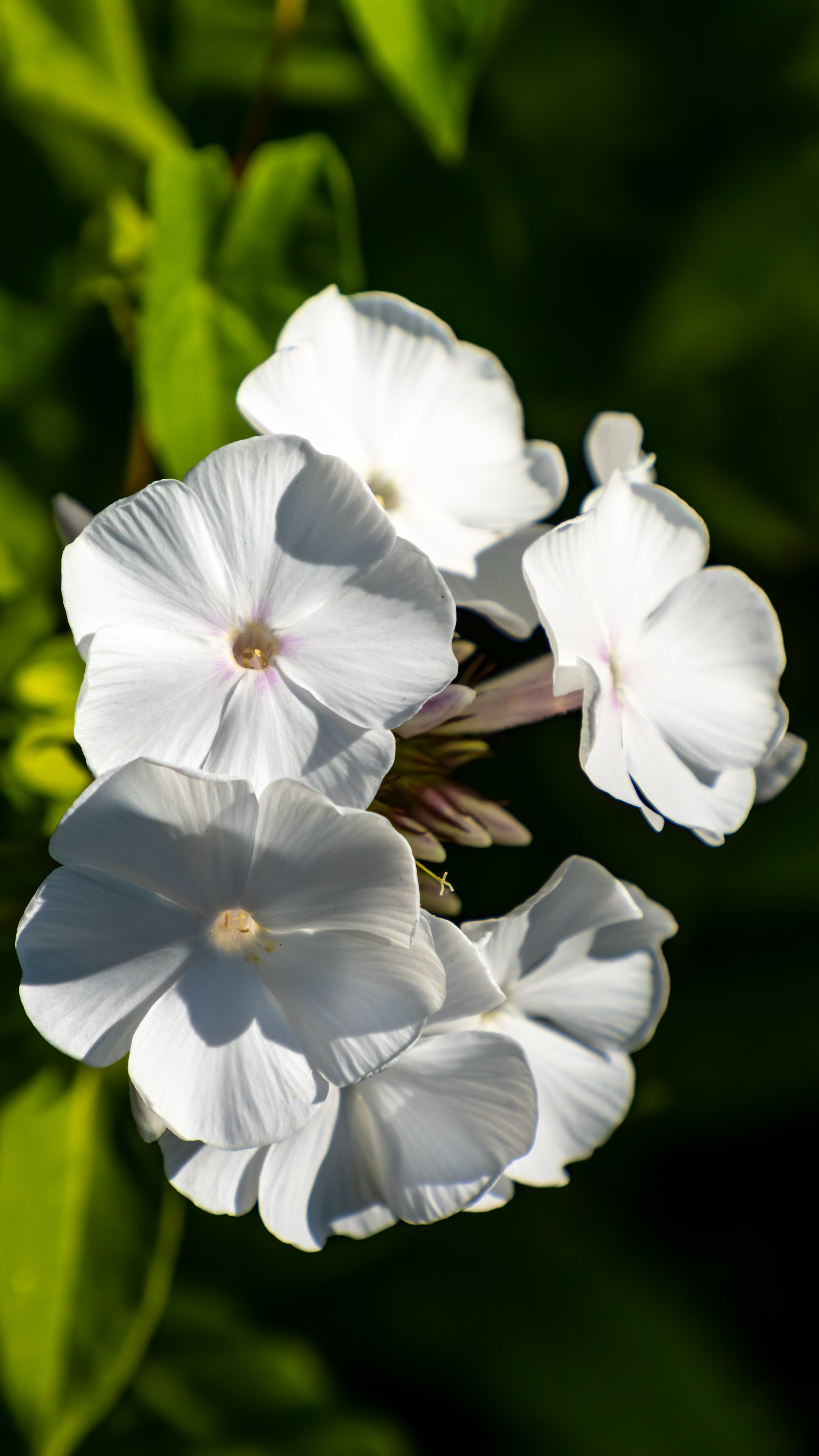 Upgrade your iPhone's aesthetics with the stunning clarity of our 4K white flowers wallpaper.