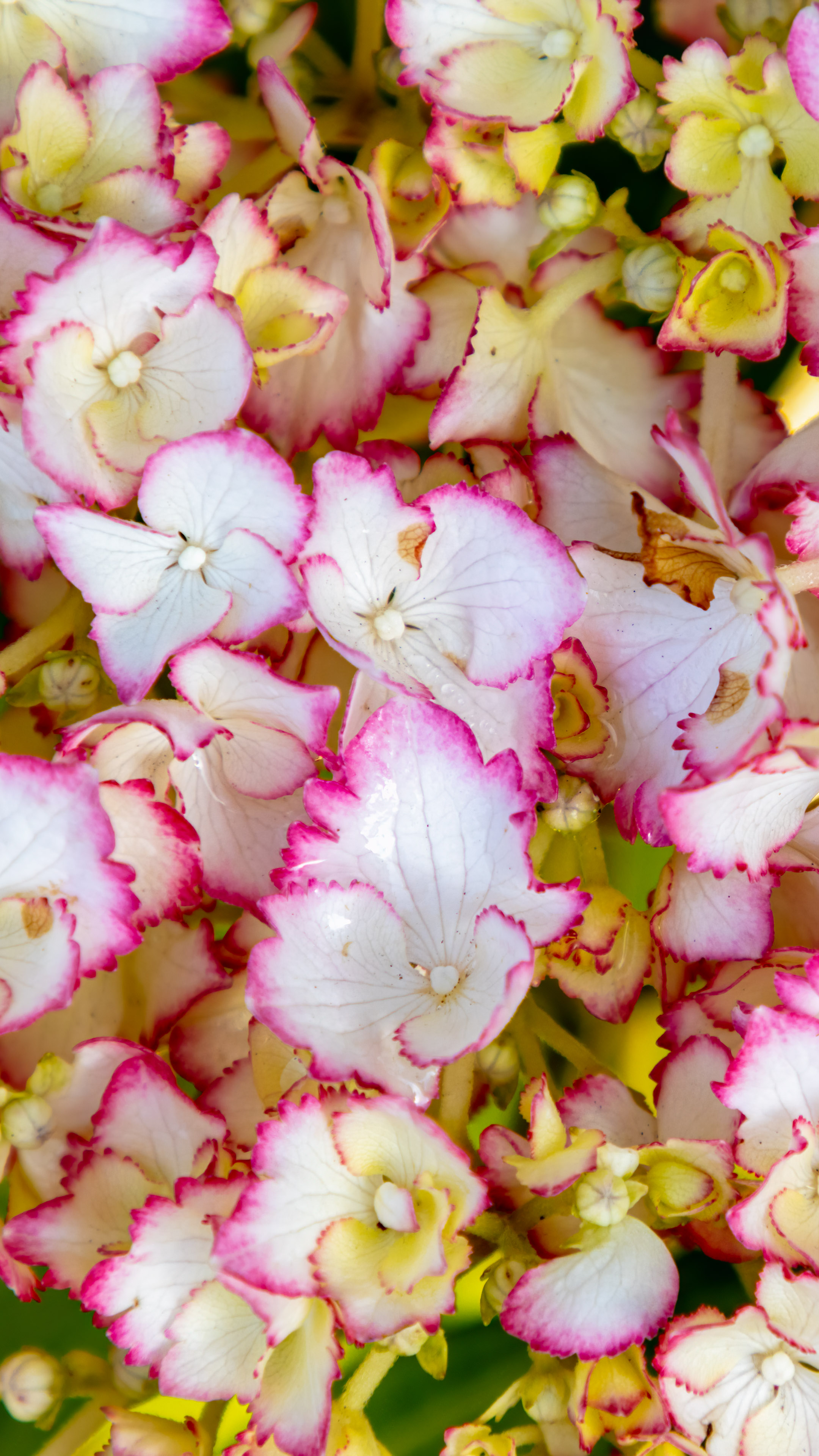 Experience the delicate charm of white flowers adorned with pink borders on your iPhone screen.