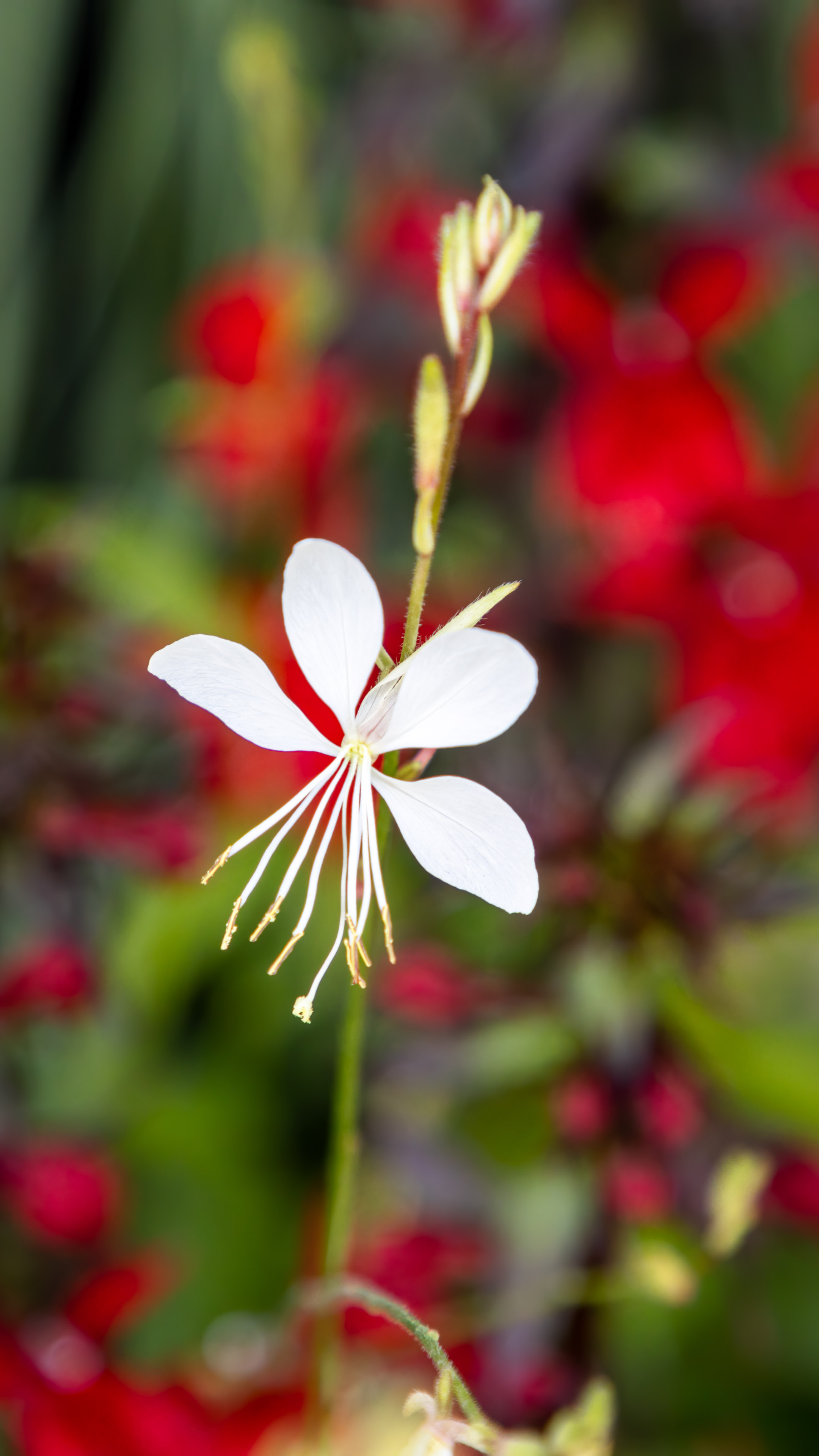 Capture the essence of nature's artistry on your phone screen with our white flower on red and green background phone wallpaper.