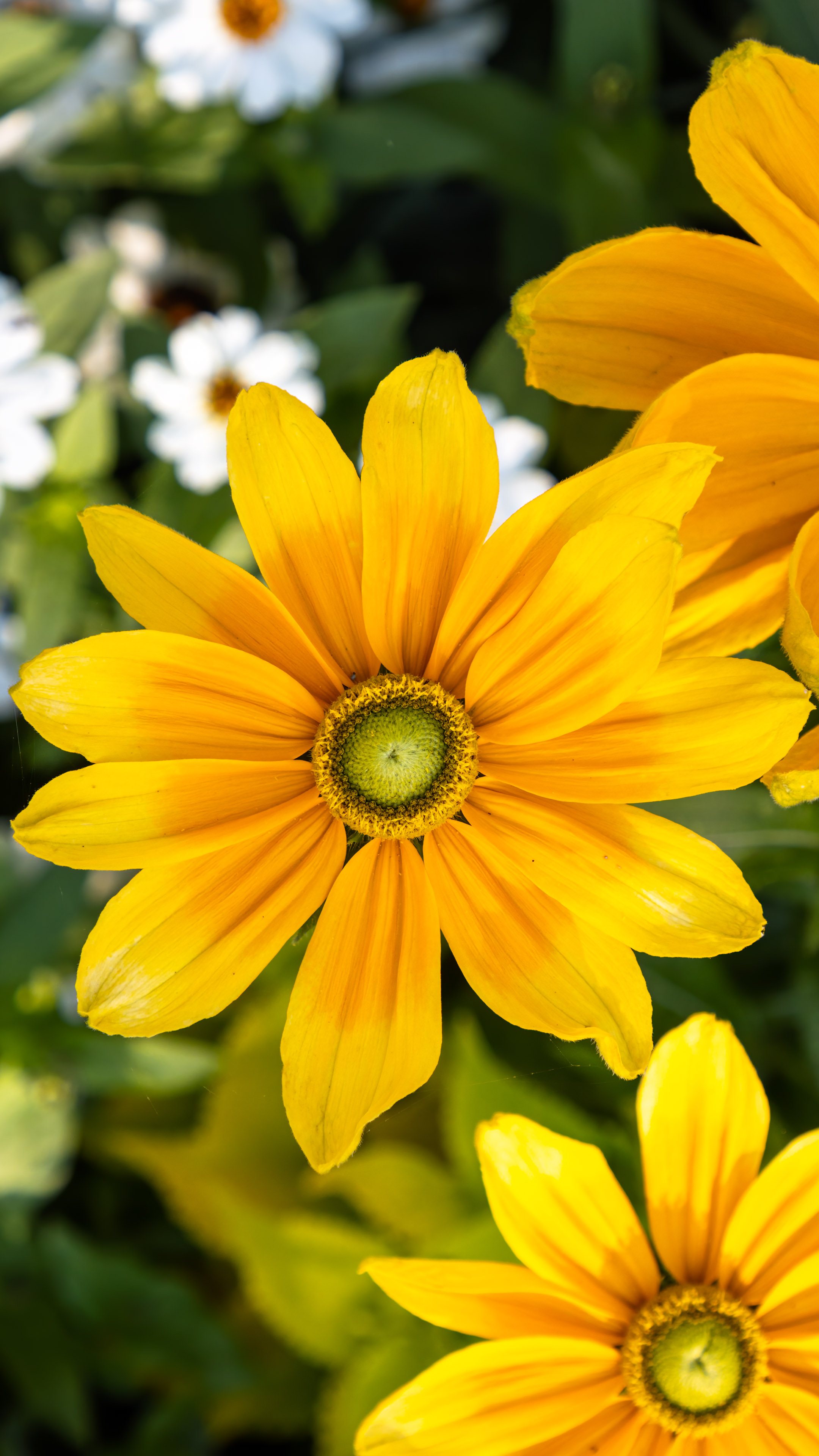 Infusez votre téléphone avec les teintes vibrantes de la nature avec notre fond d’écran de fleur jaune, un délicieux éclat de soleil pour votre expérience numérique.