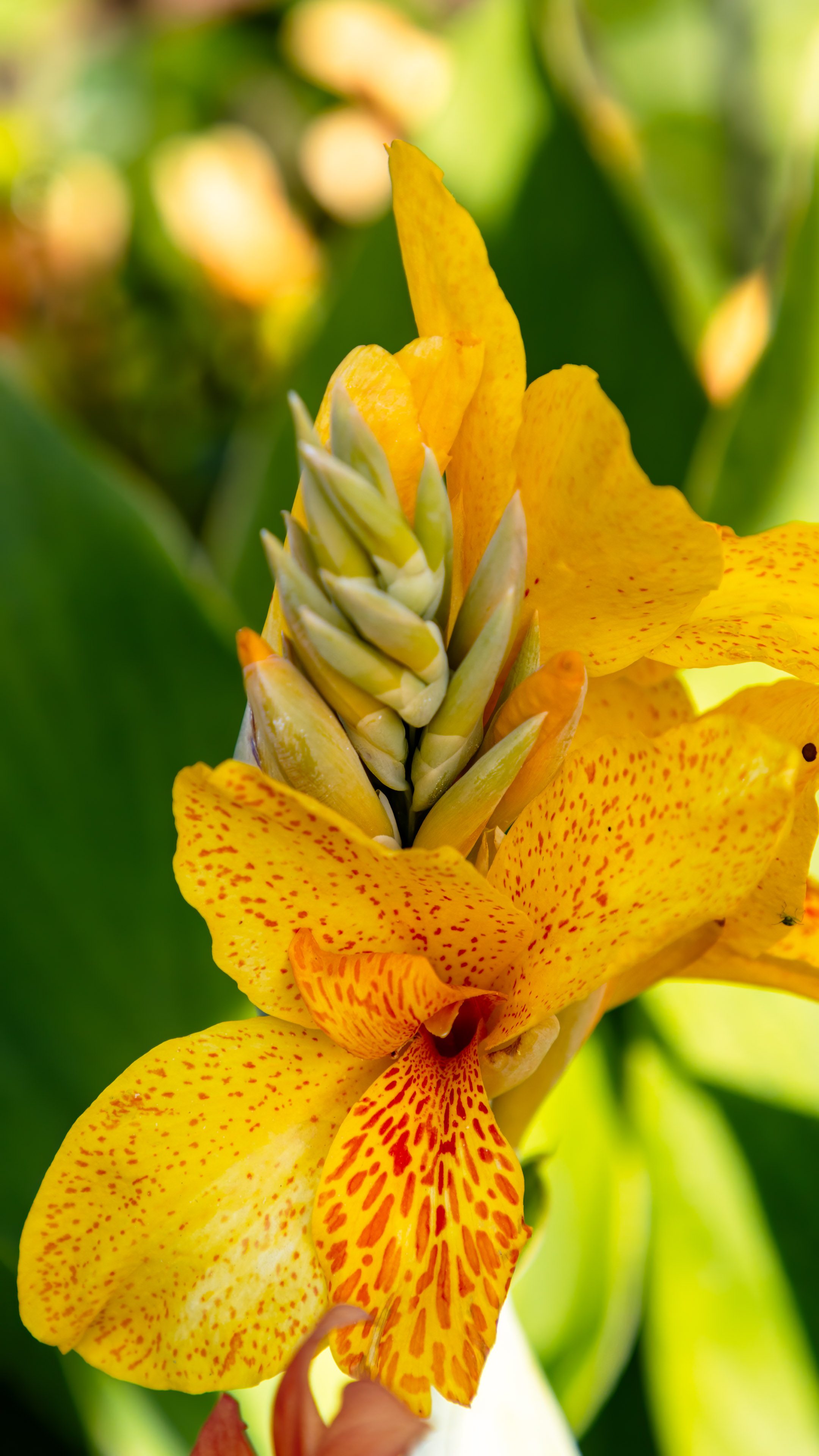 Enhance your device with the vibrant hues of full HD yellow flower nature wallpaper.