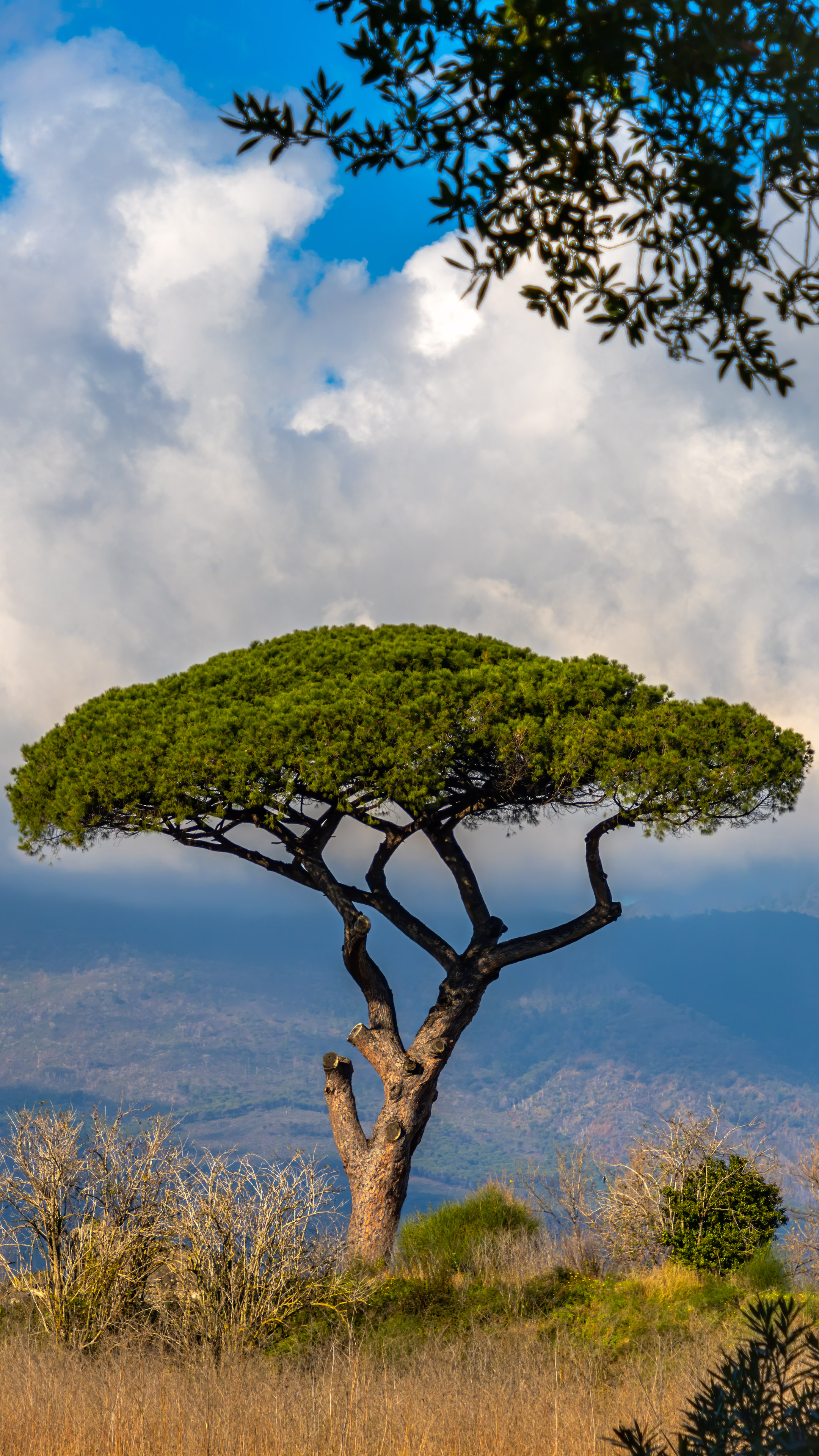 Transform your iPhone with our cool wallpapers, showcasing a majestic tree set against the backdrop of Italy’s breathtaking landscapes.