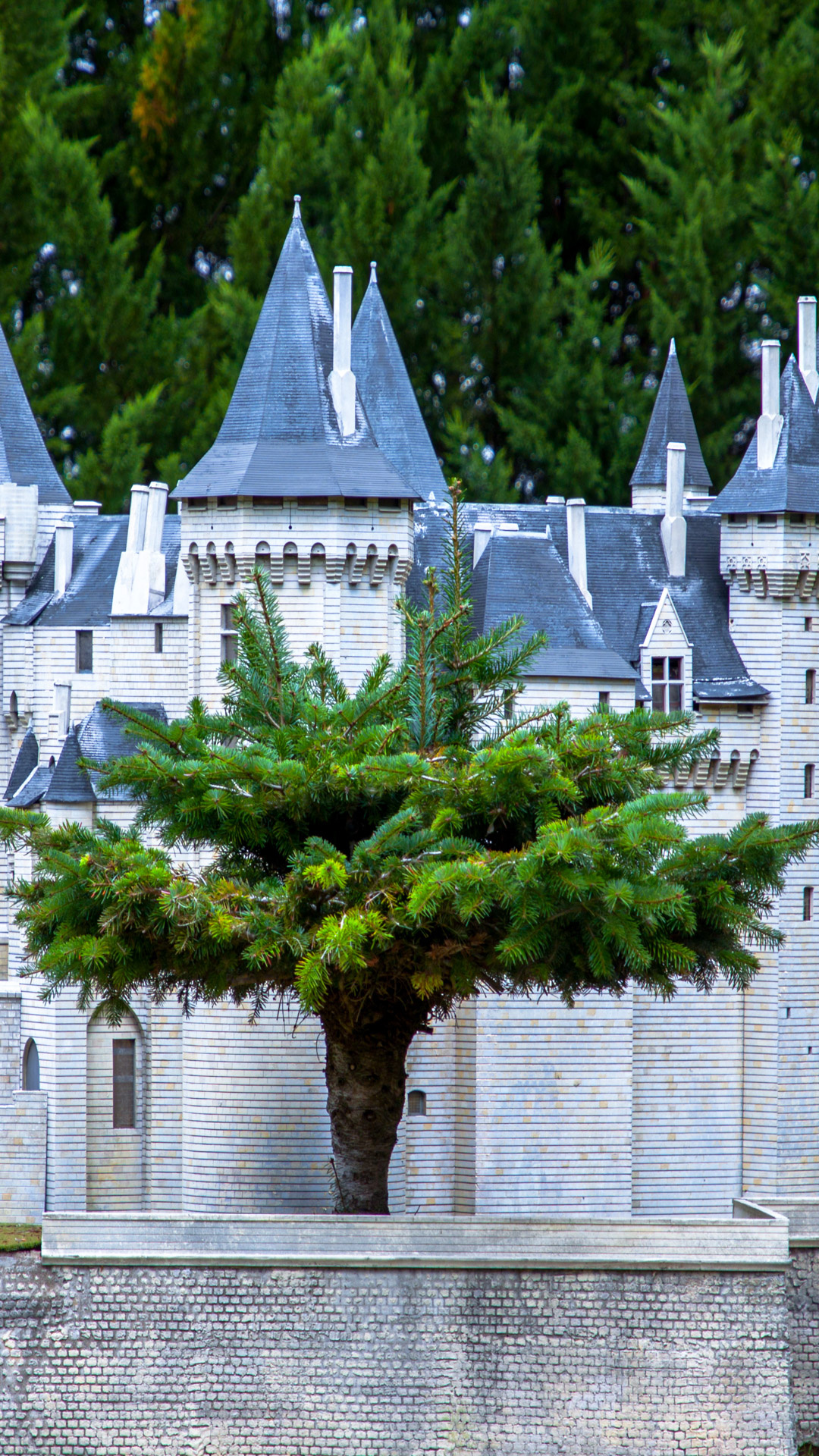 Get lost in the magic of our cool phone wallpapers, featuring a majestic tree standing tall beside a charming chateau in France, adding a touch of sophistication to your device.