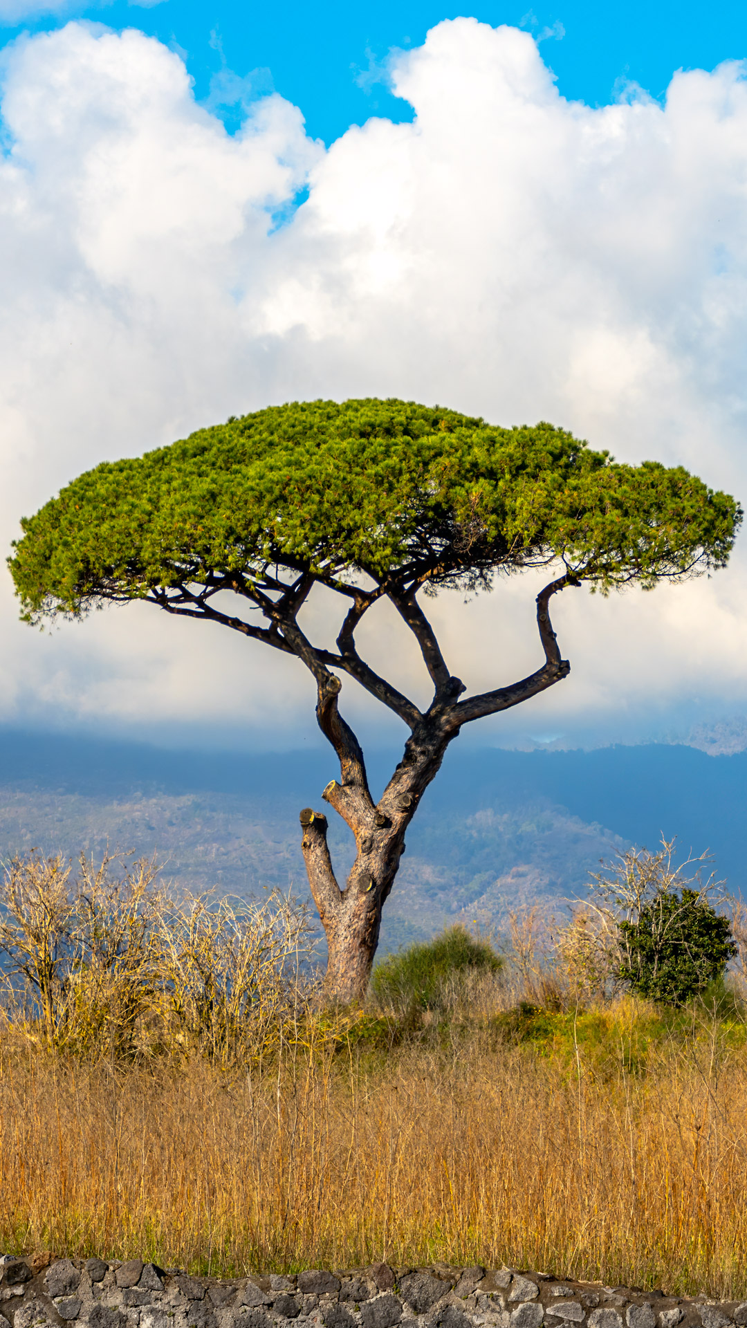 Aventurez-vous dans la campagne italienne avec notre nouveau fond d'écran pour téléphone, capturant la beauté sereine des paysages avec un arbre solitaire se dressant fièrement sur fond de ciel clair.